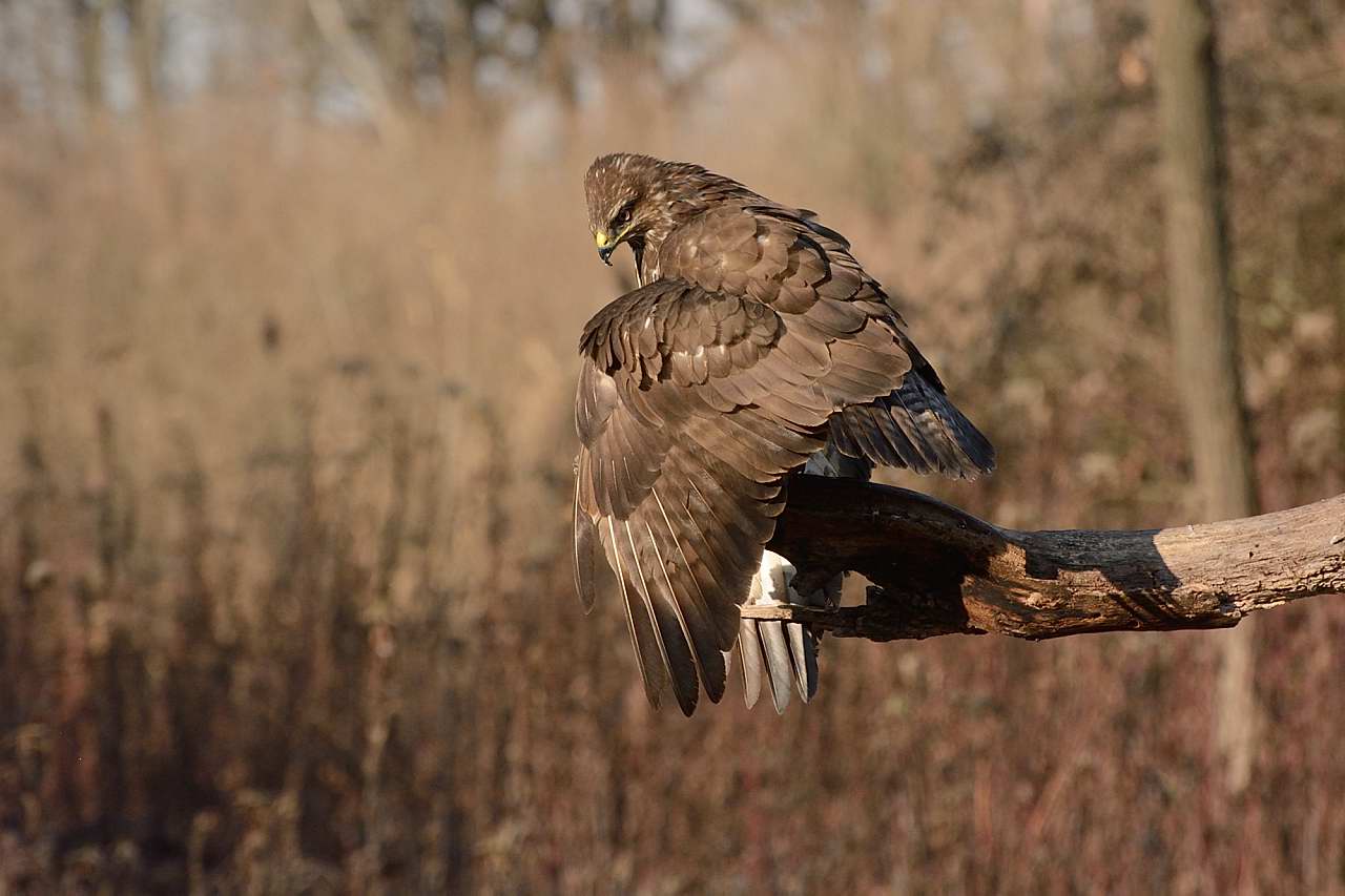 Buzzard