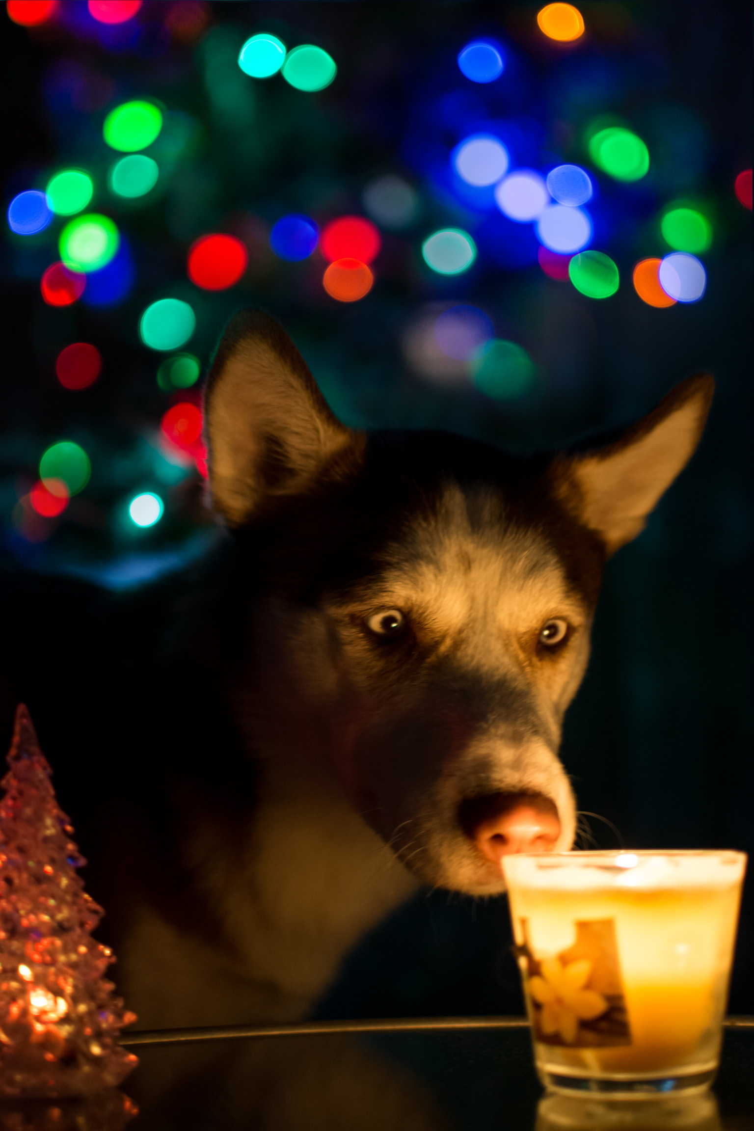 Zoe and Christmas lights