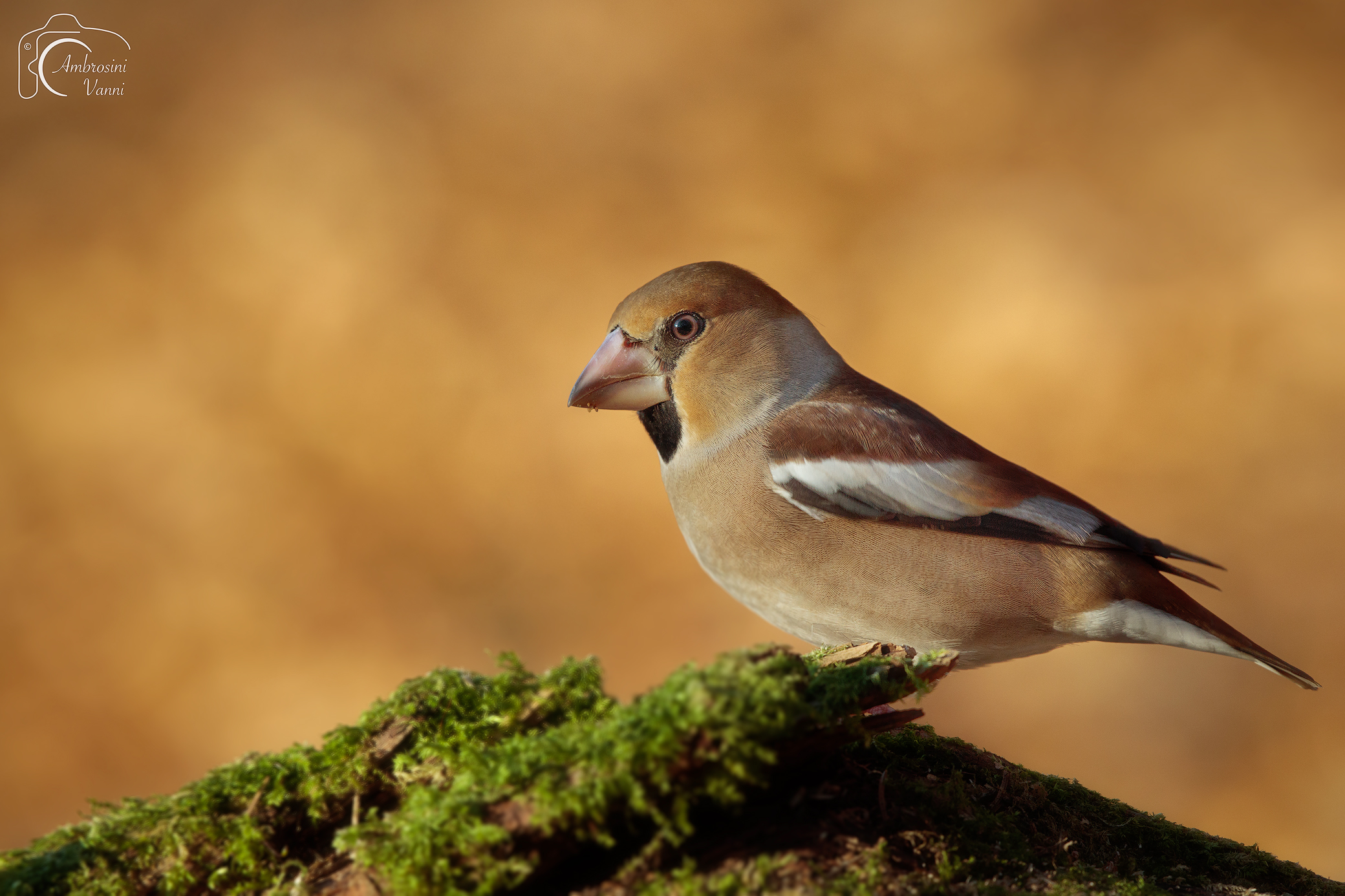 Hawfinch and the colors of autumn
