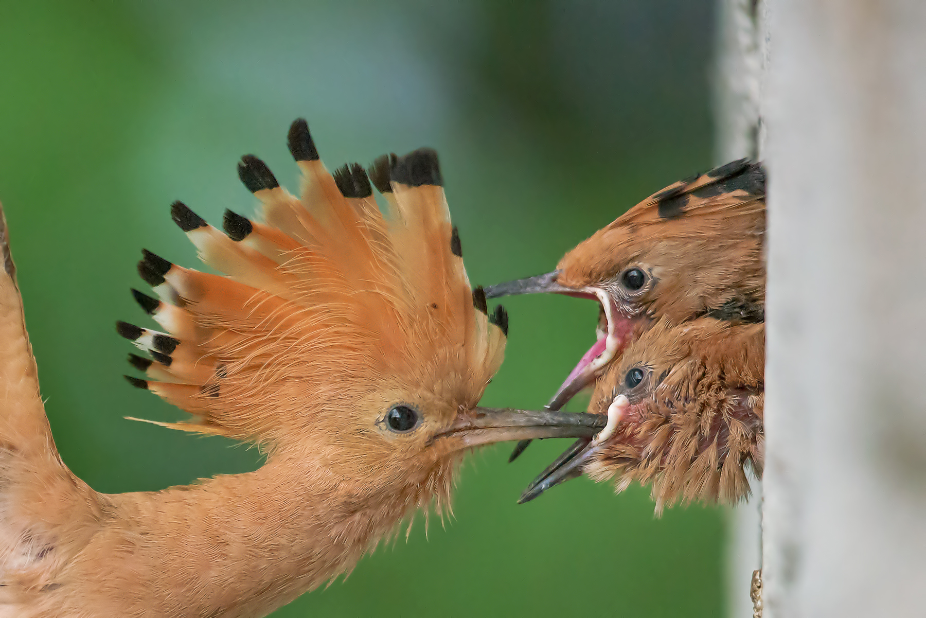 hoopoe with the little ones