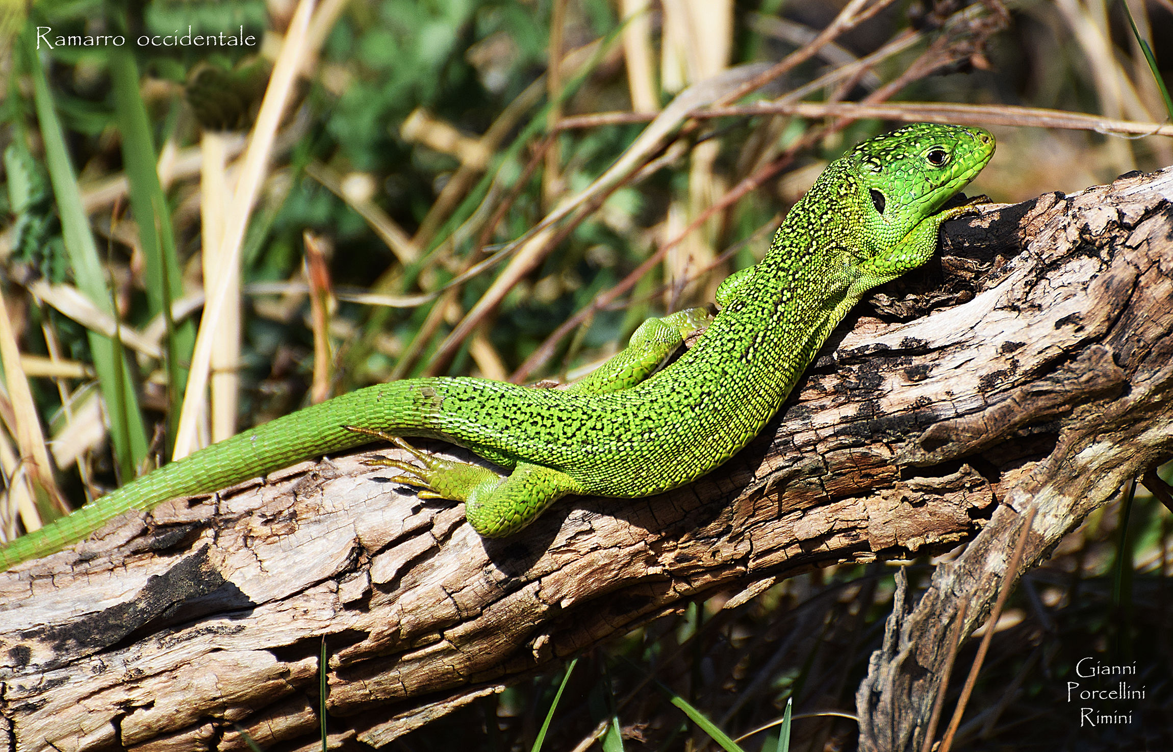 Western Ramarro - Sant 'Igne (rn)