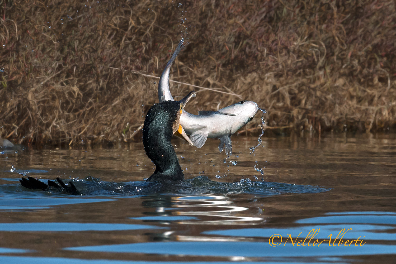 cormorant and mullet