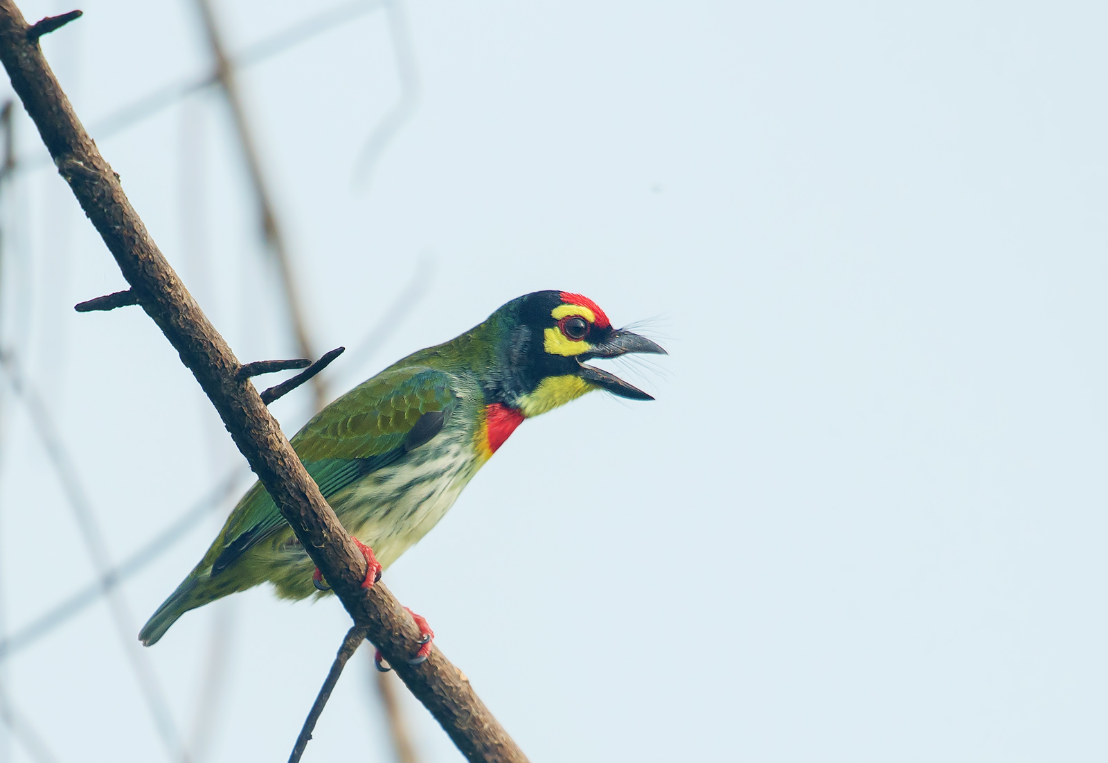 Megalaima haemacephala