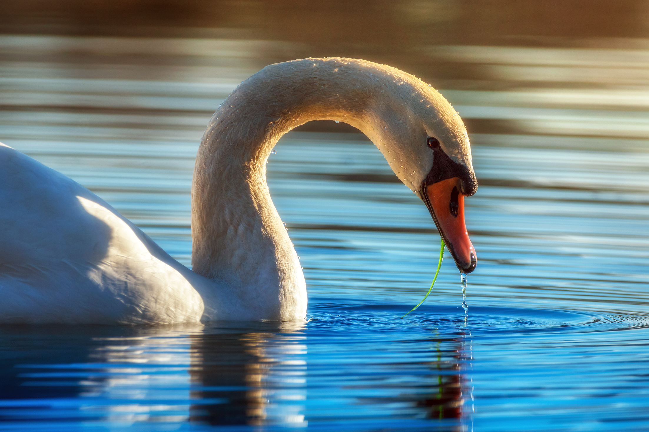 Swan