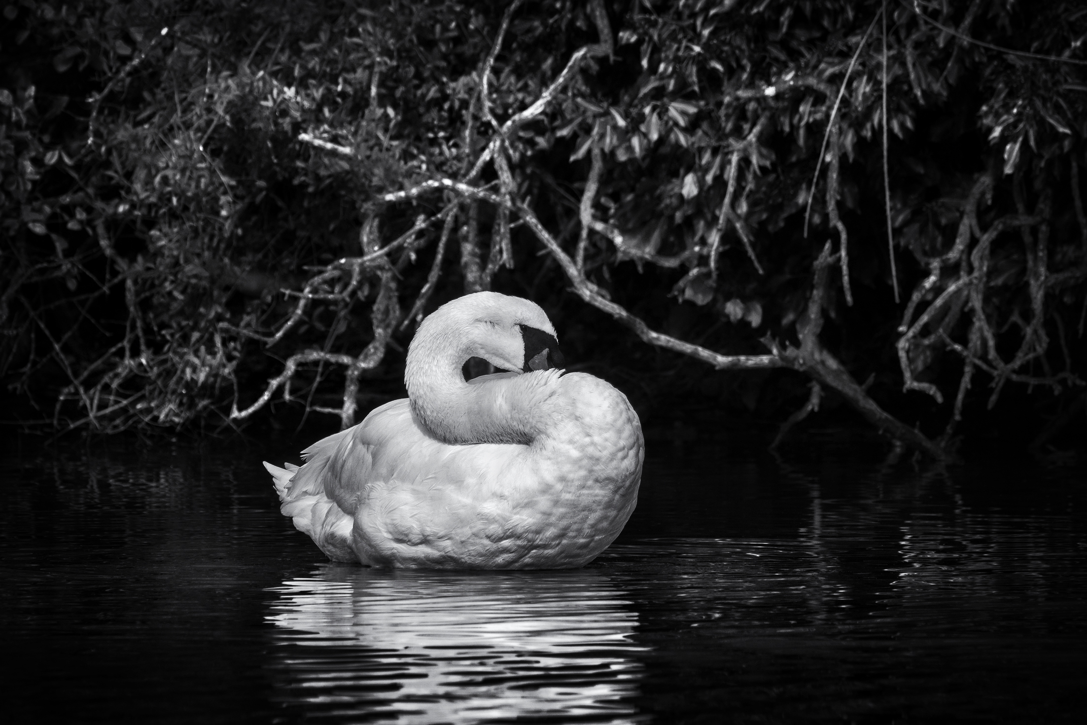 Swan