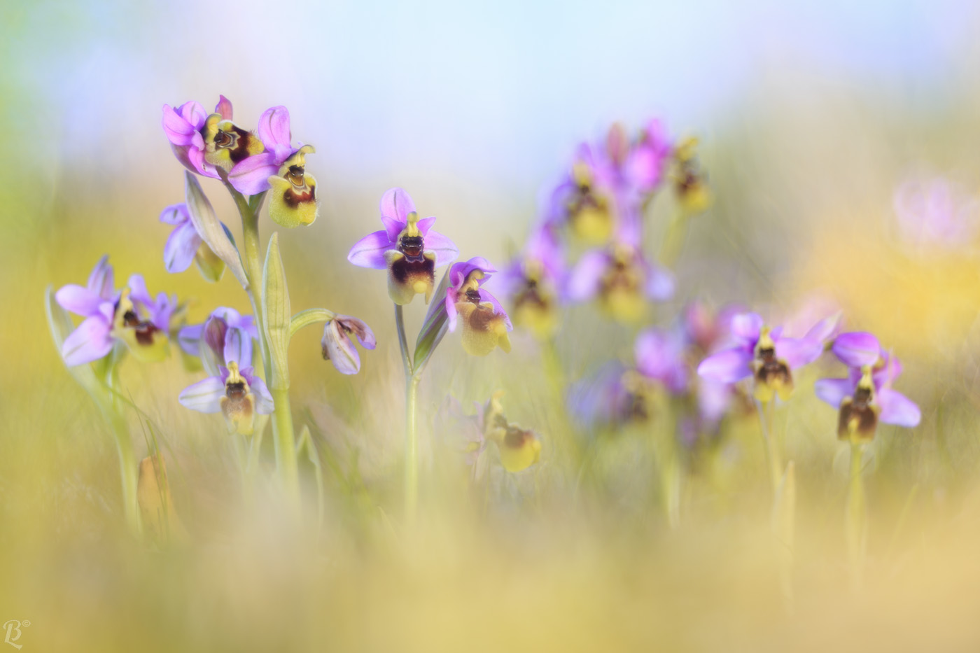 Ophrys tenthredinifera