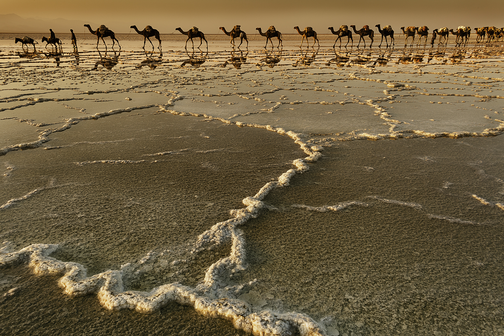 Caravan in the salt plane of Danakil - Ethiopia
