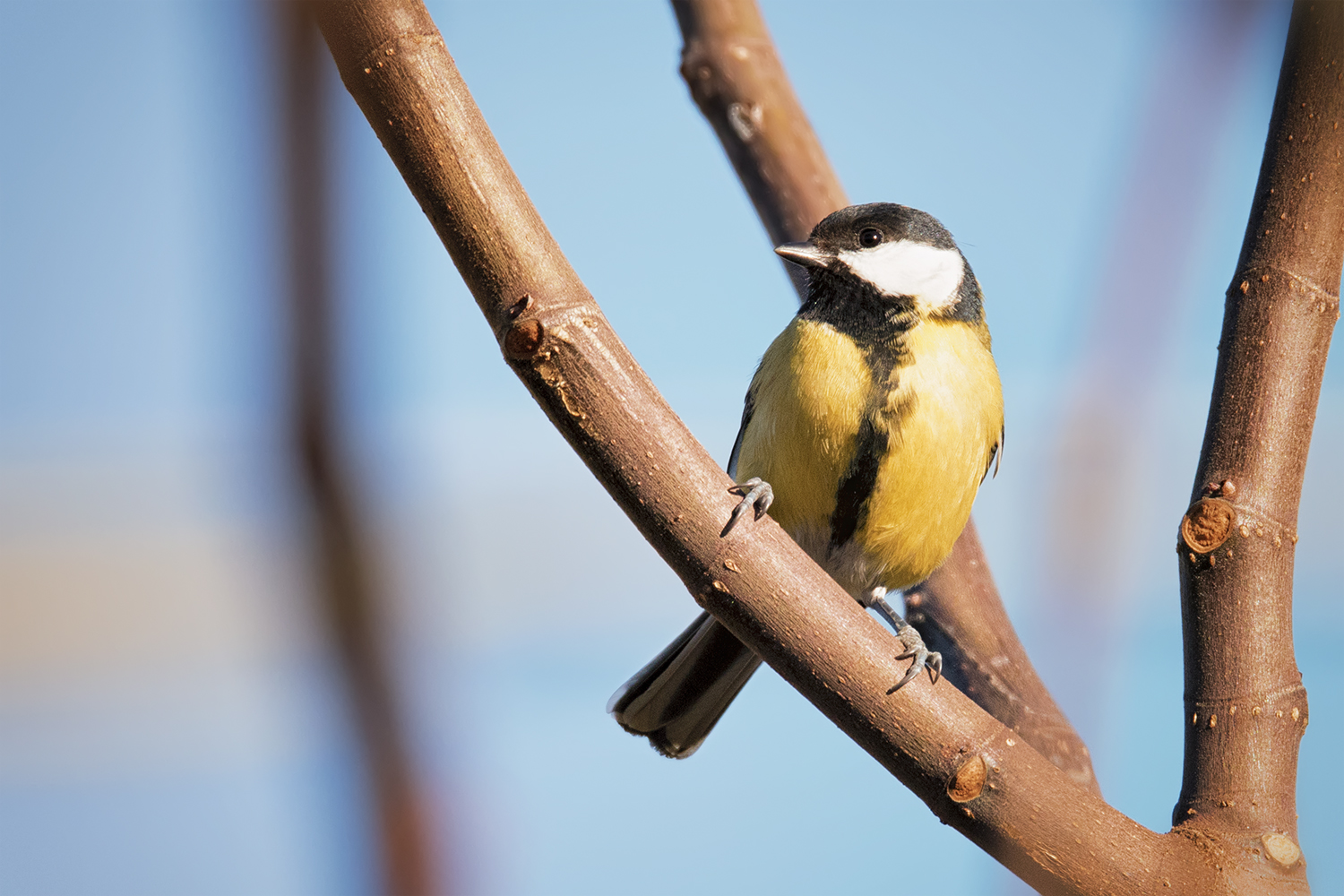 Great Tit
