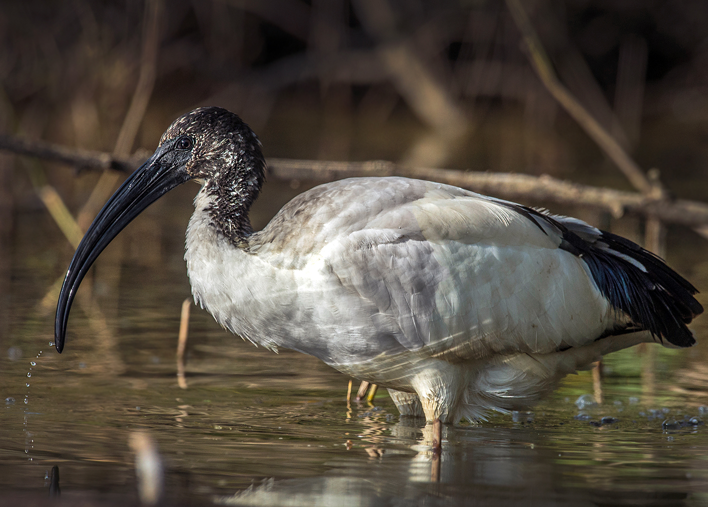 sacred ibis