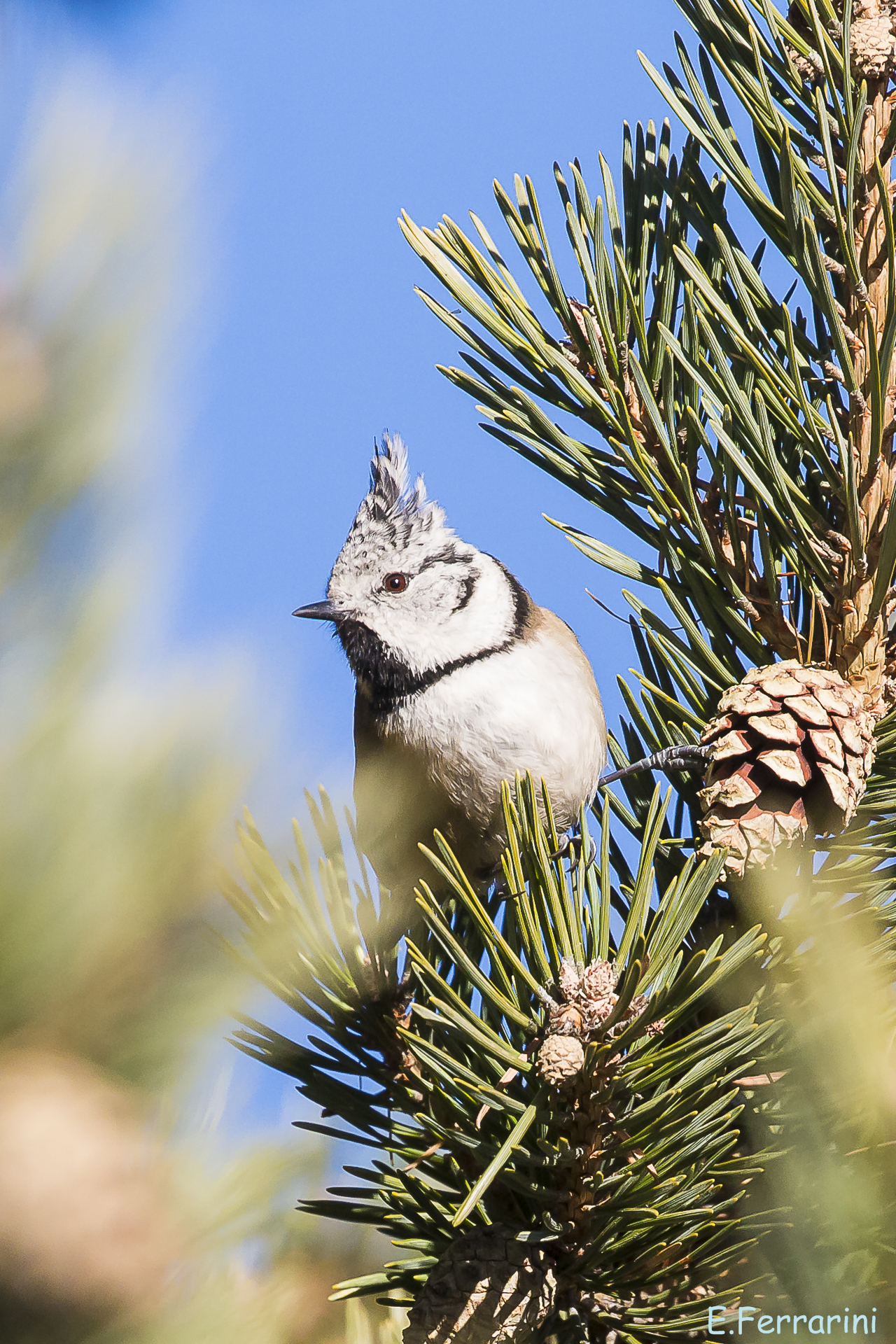 Crested tit