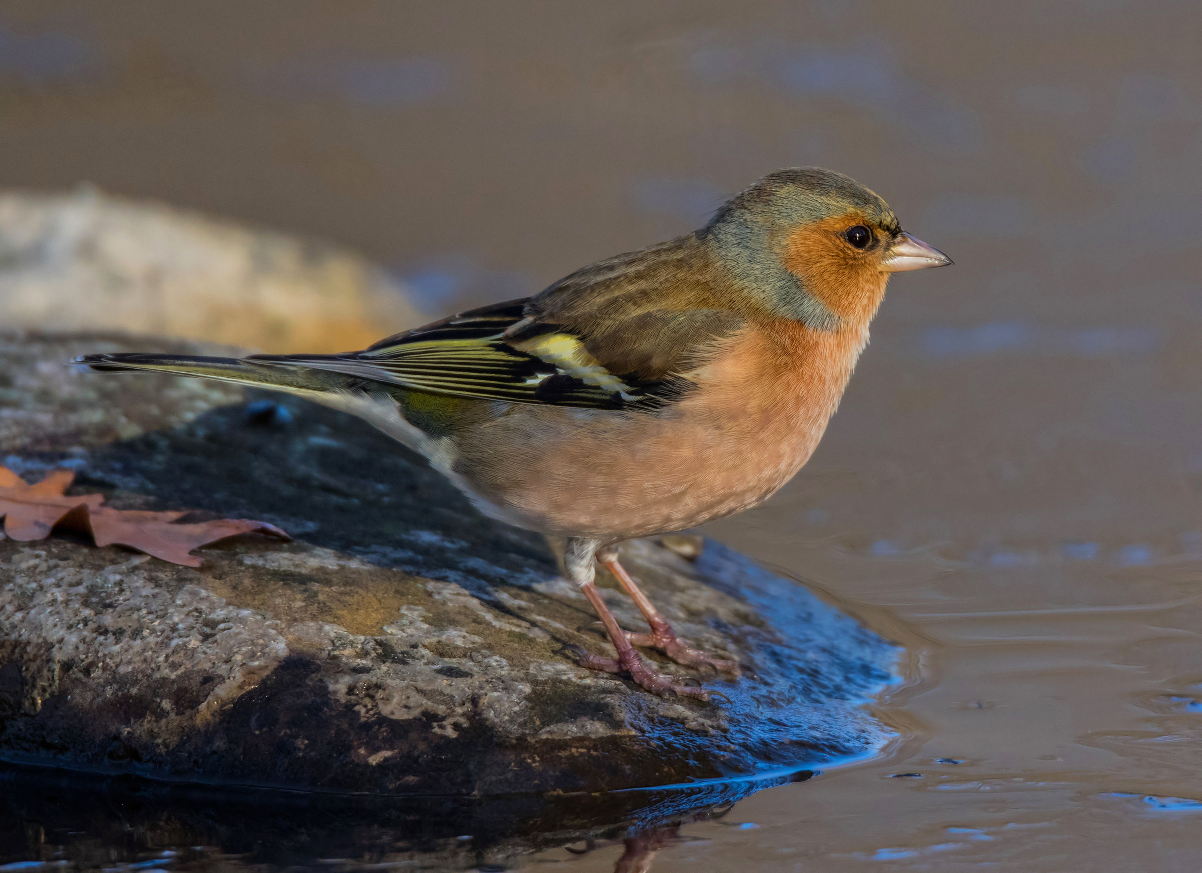 The chaffinch and the icy watering