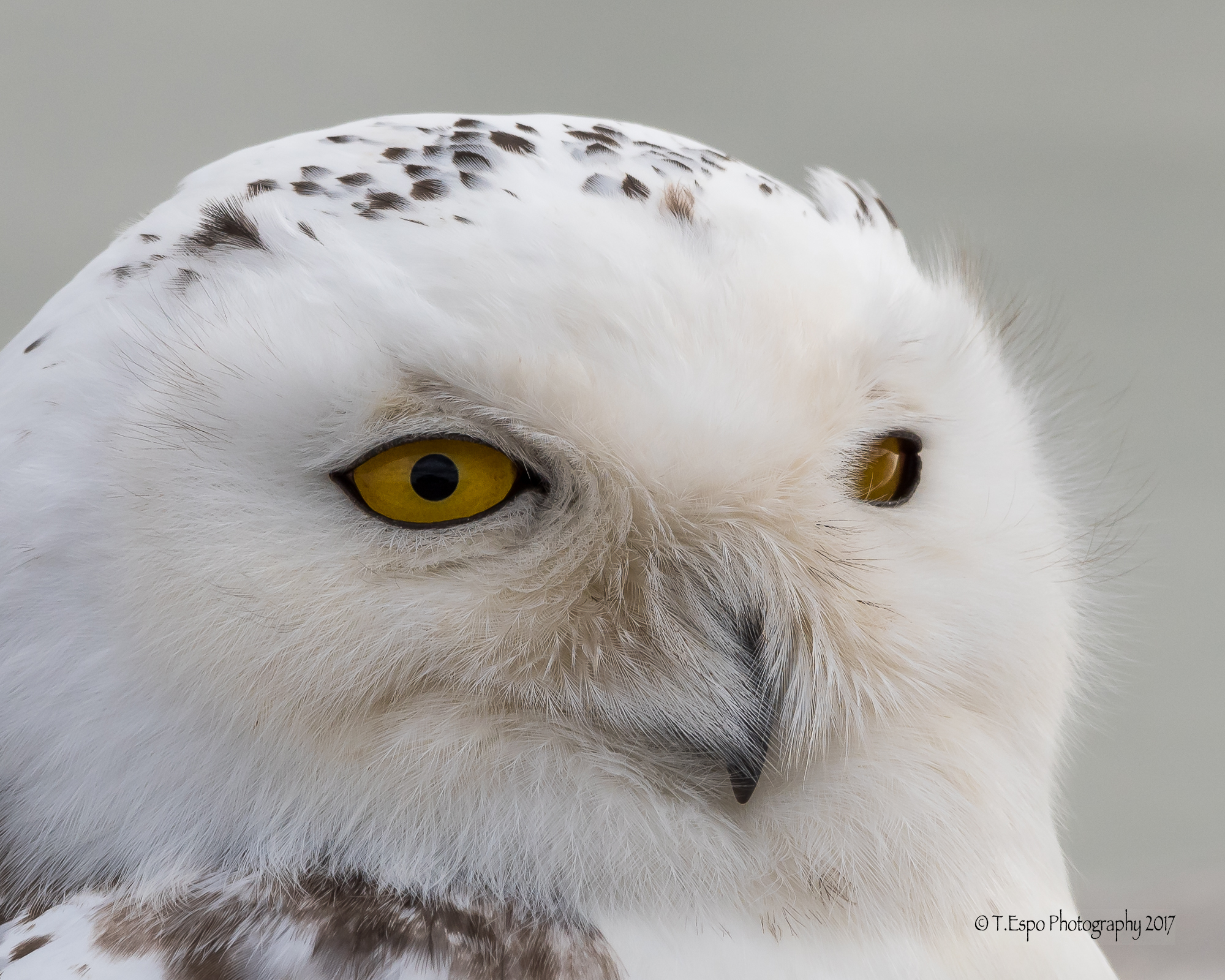 Snowy Owl Portrait
