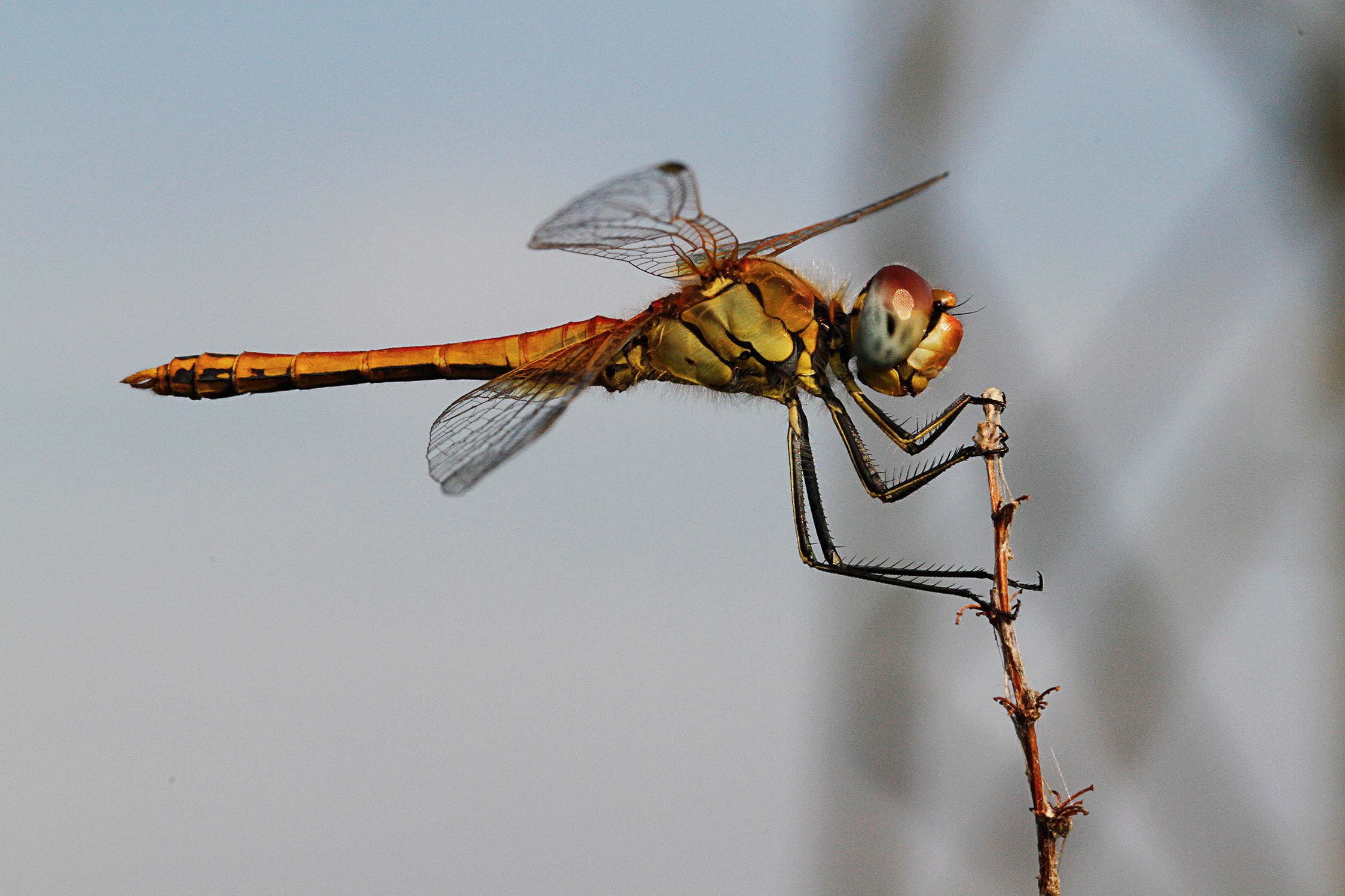 libellula