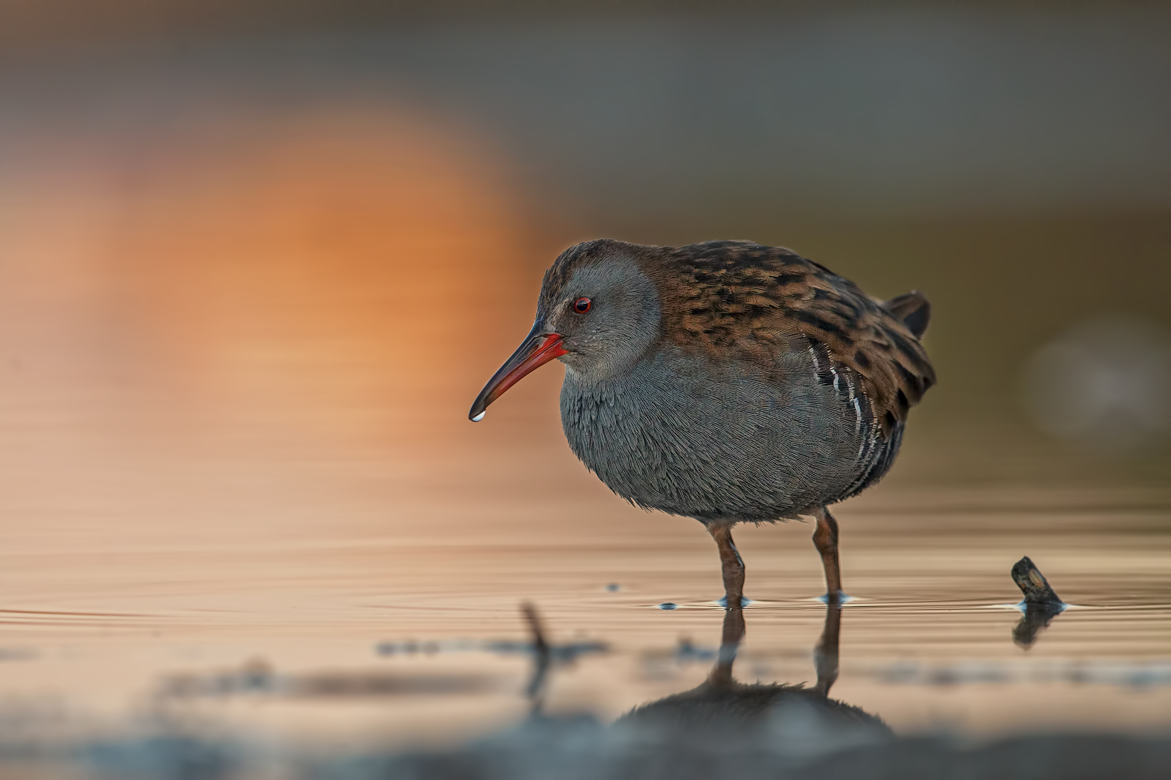 Water Rail
