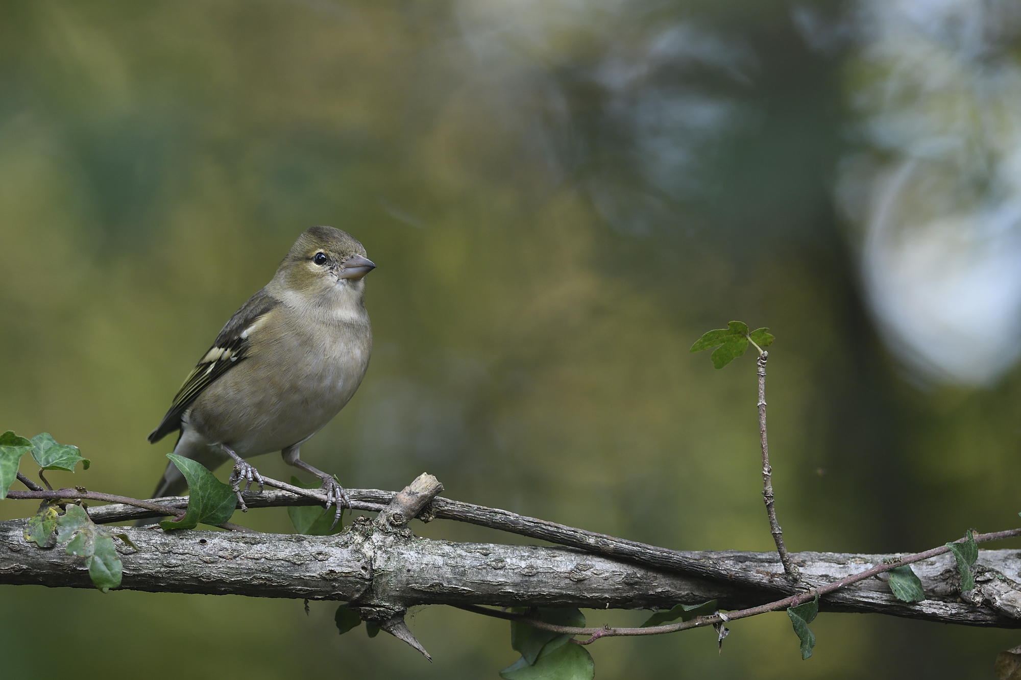 Female chaffinch