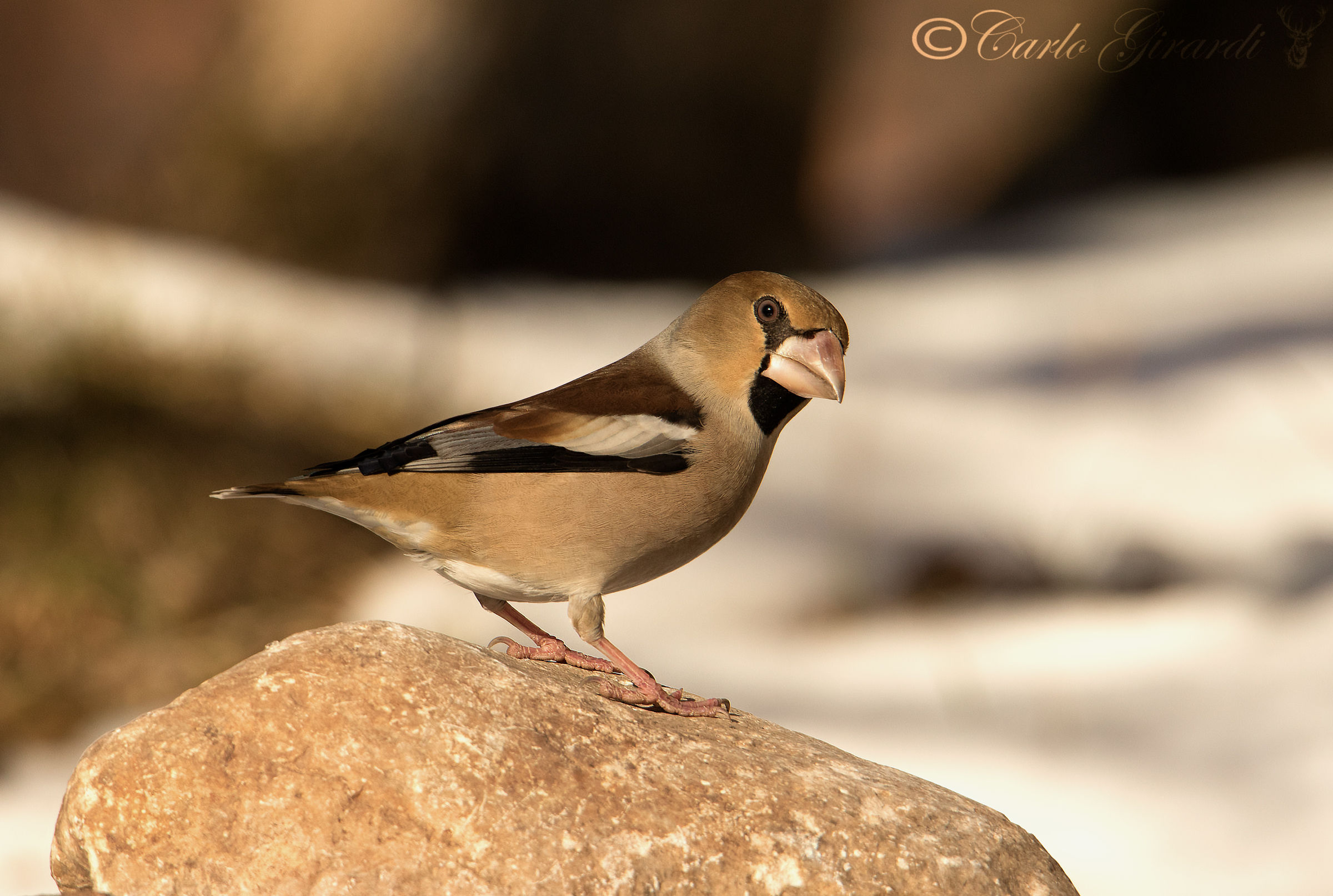 Frosone mi ai stregato