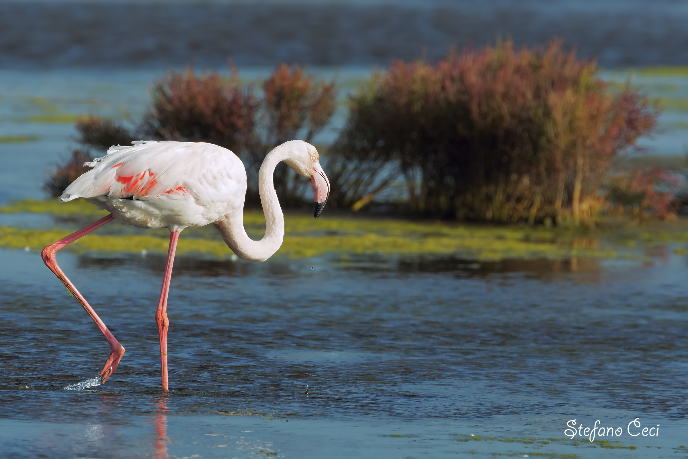 Stagni di Cagliari settembre 2017