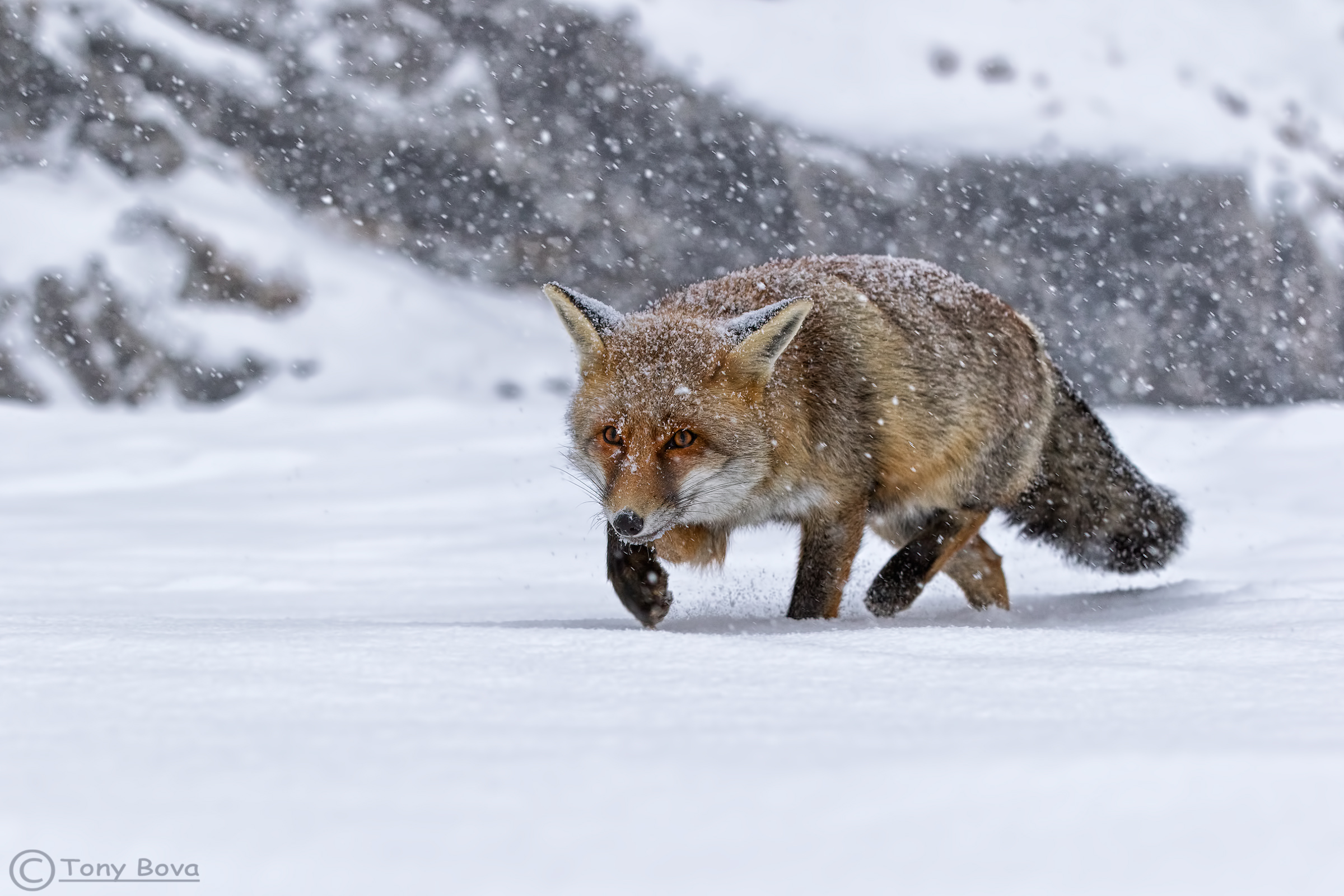 The storm is coming ...