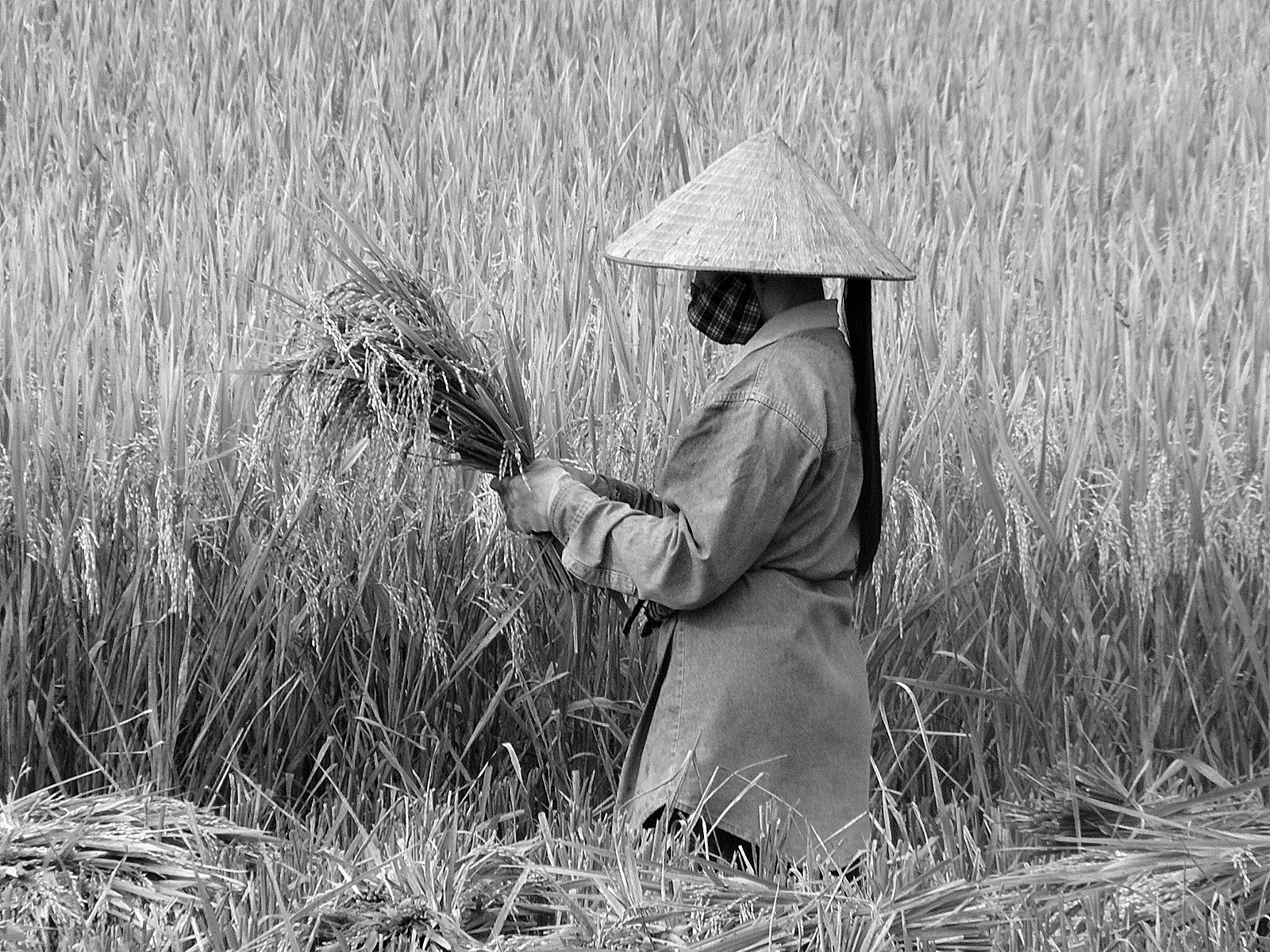 7196-001 - Test in b & n