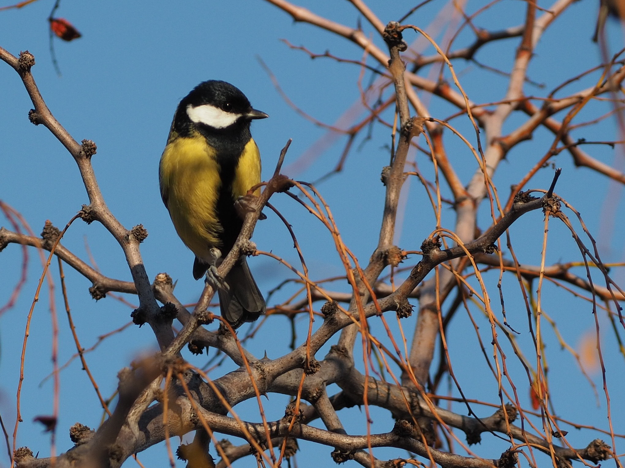 Great Tit