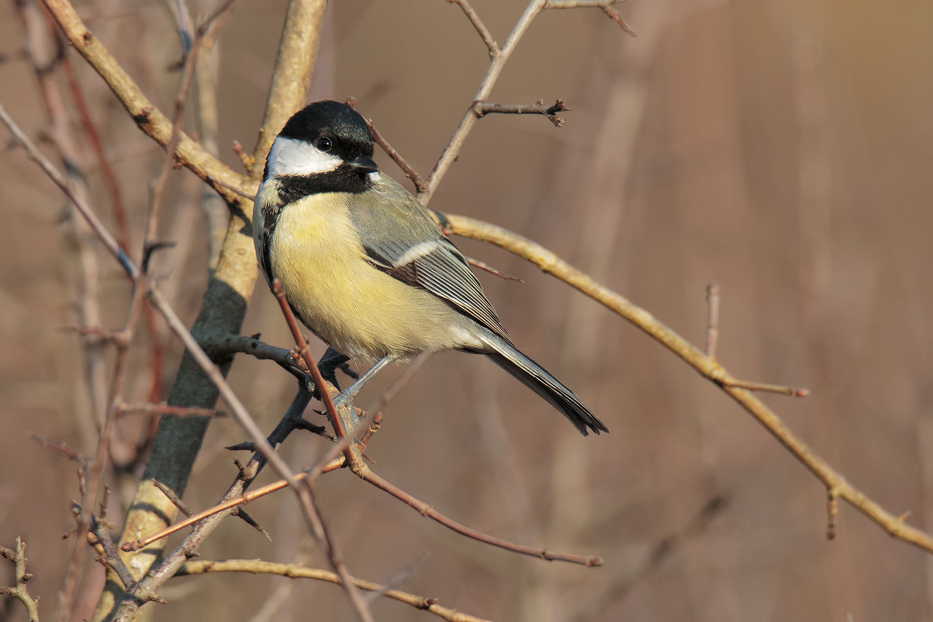 Great Tit