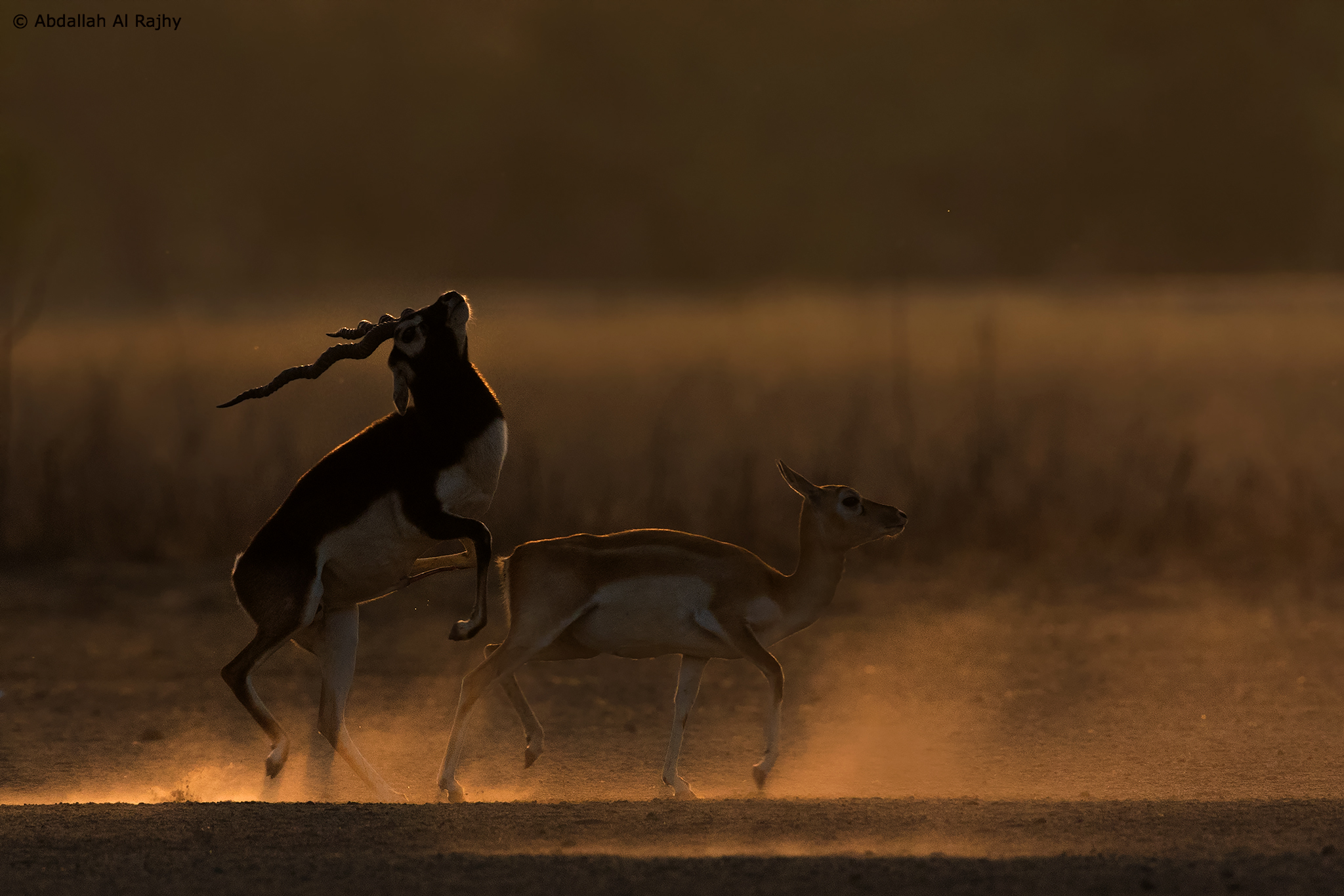 Blackbuck