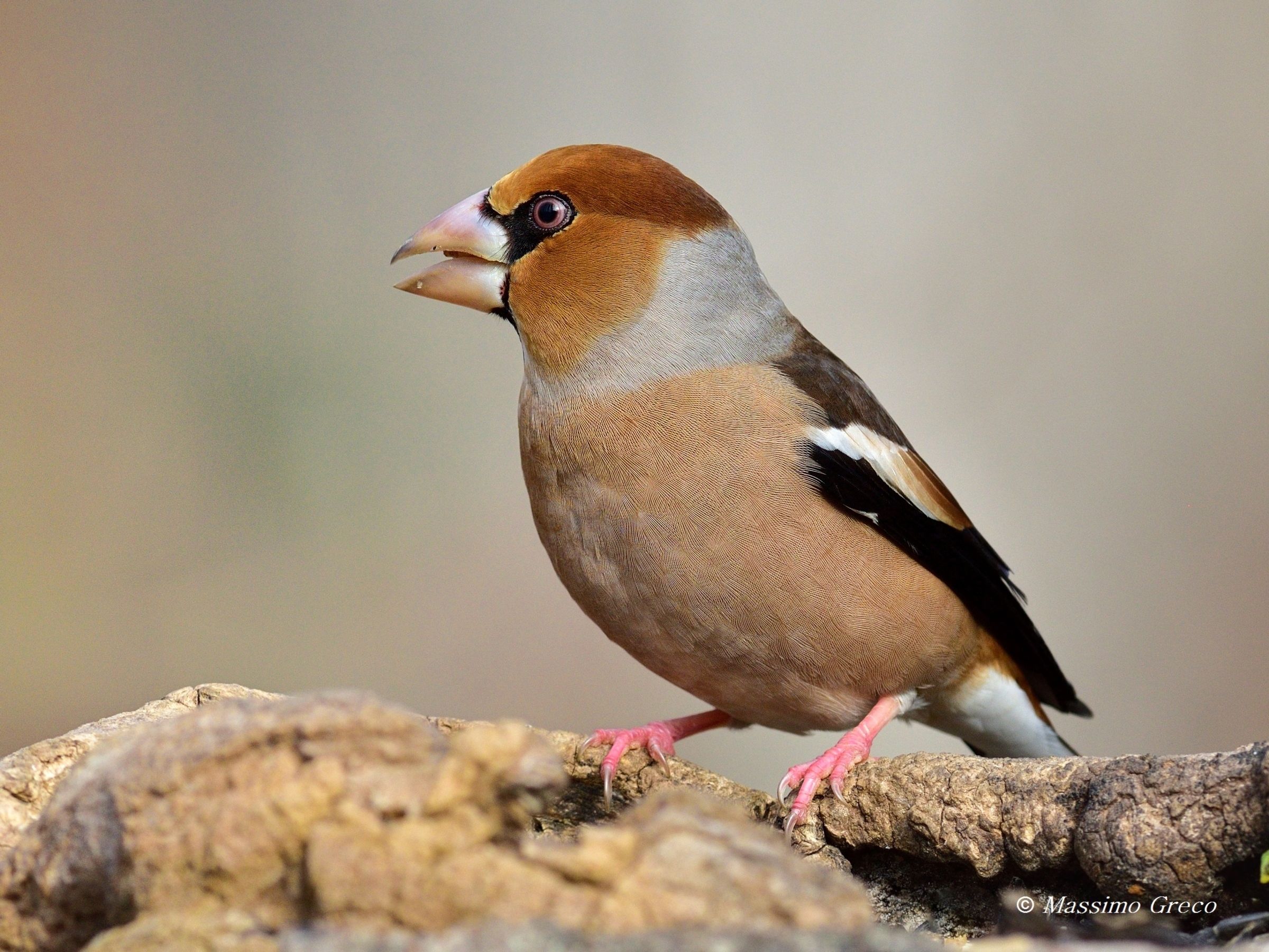 Hawfinch (Coccothraustes coccothraustes)