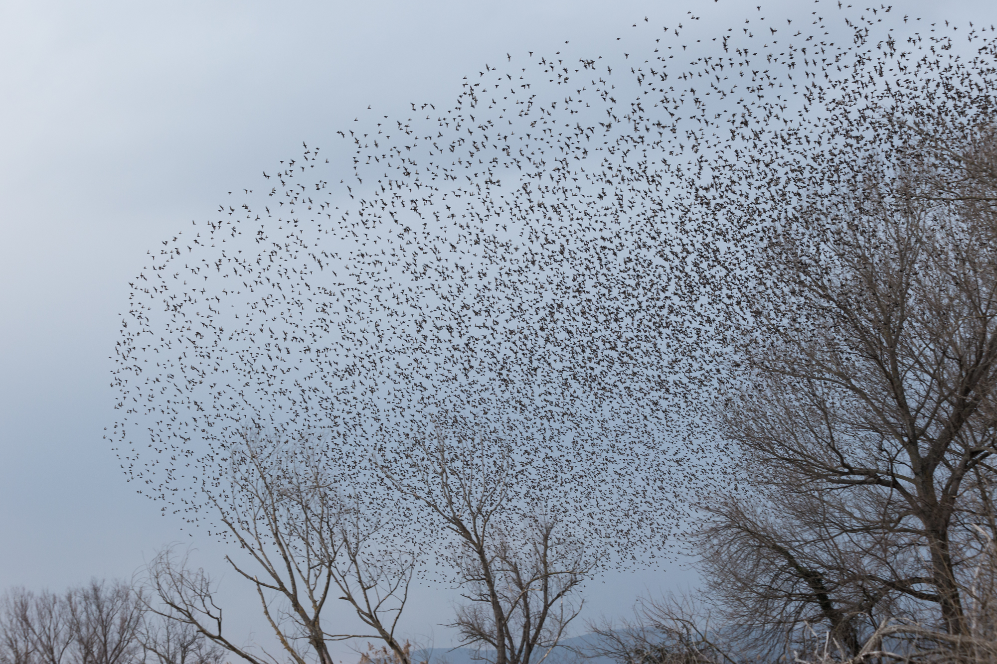Flock of birds