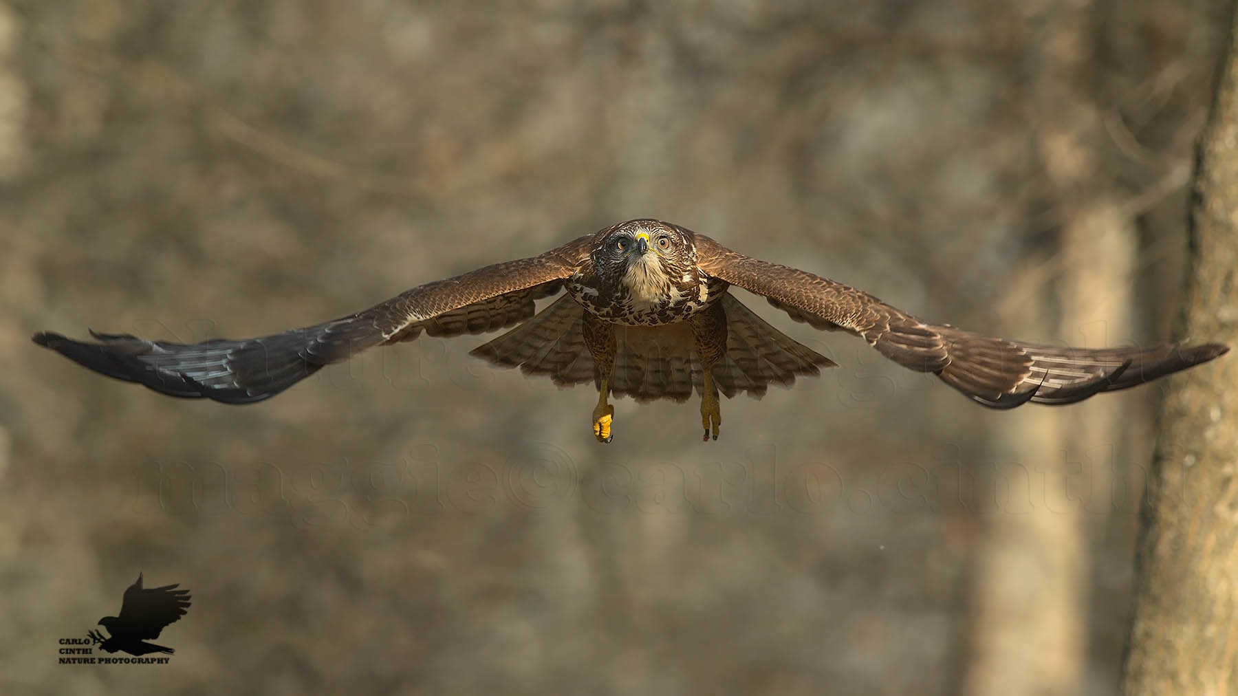 Buzzard
