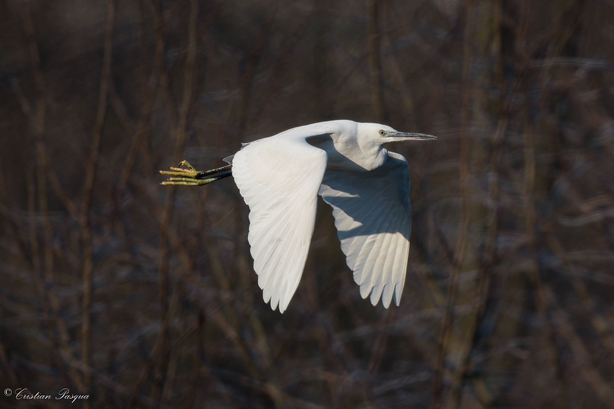 Egret in flight