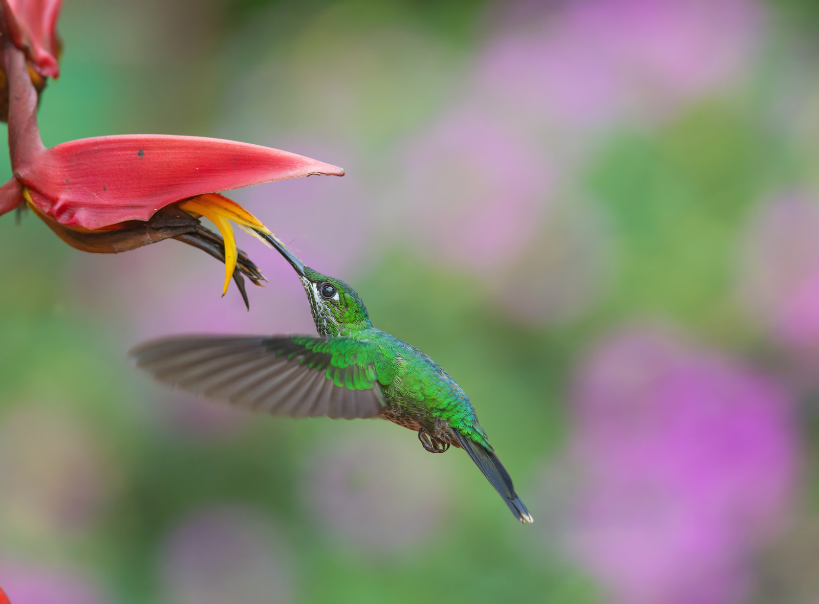 colibri2