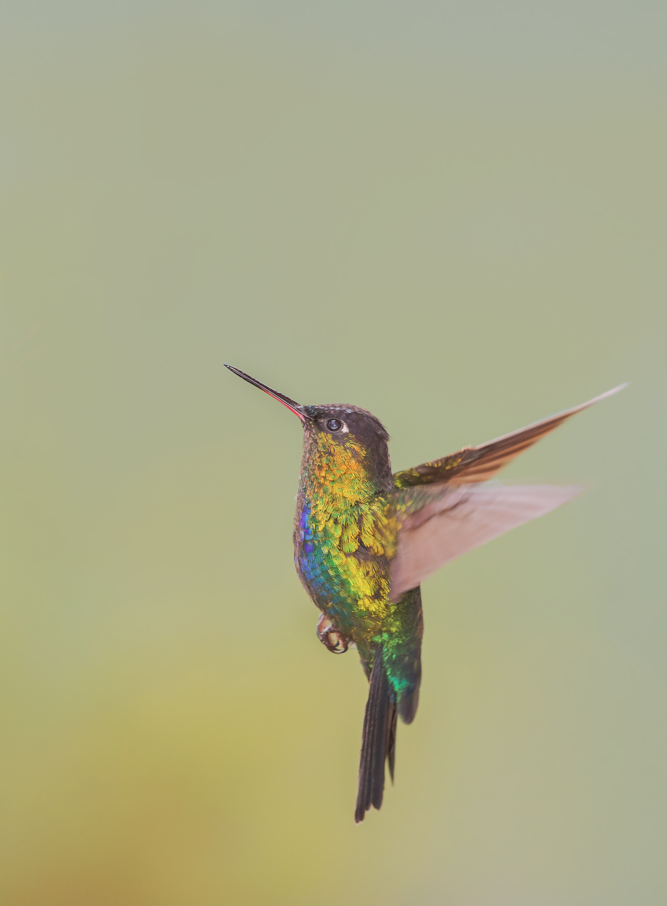 colibri in 3000m sul mare