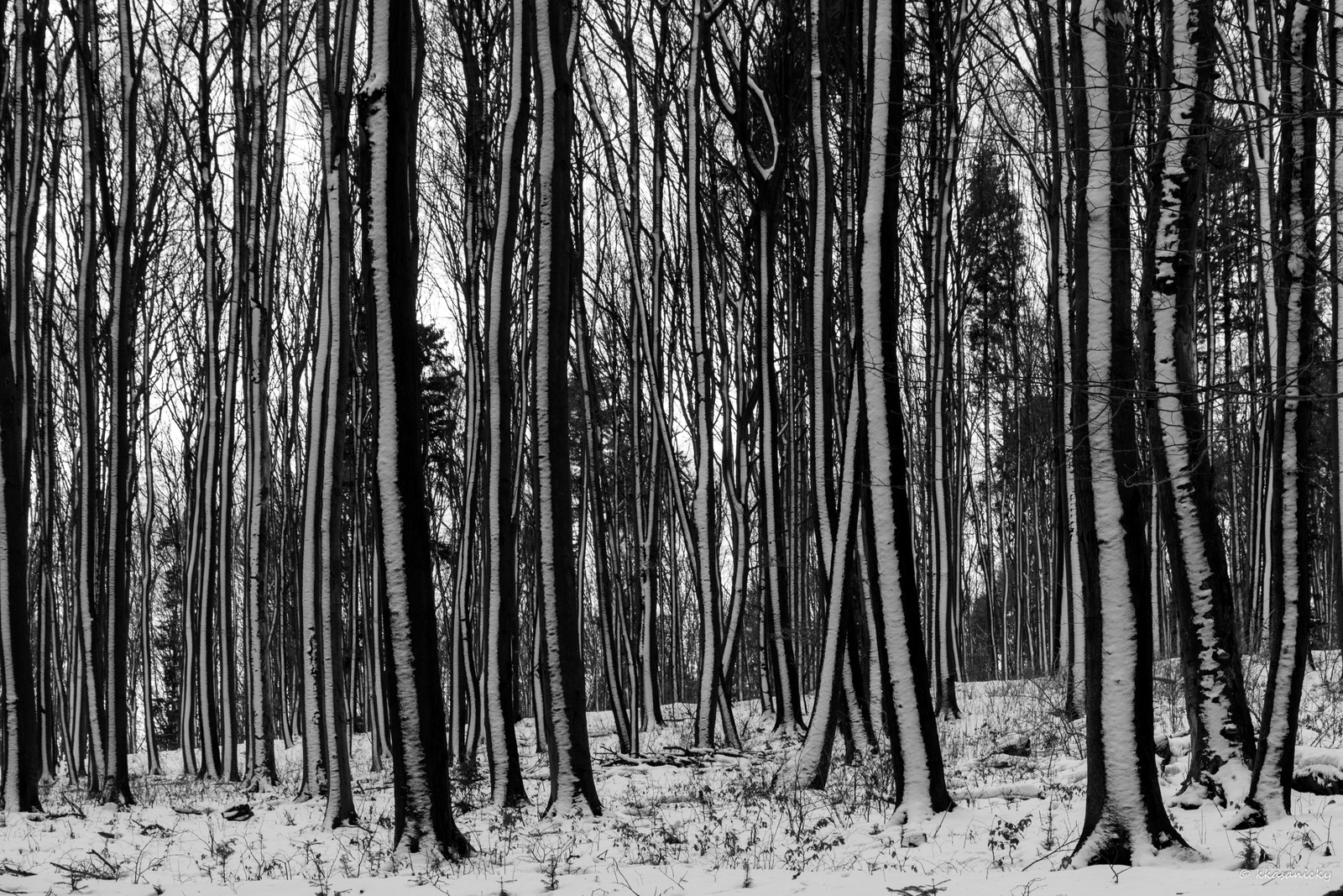 Winter in forest near Kosice