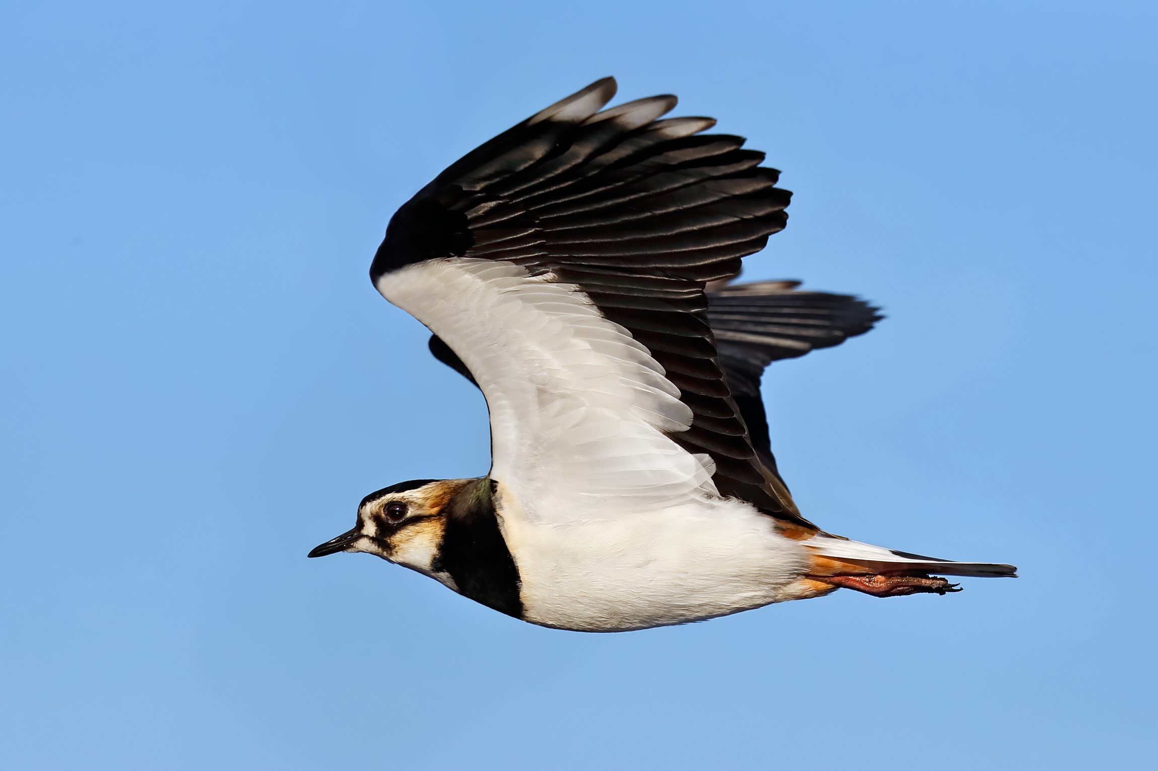 Leggiadra e leggera - Pavoncella