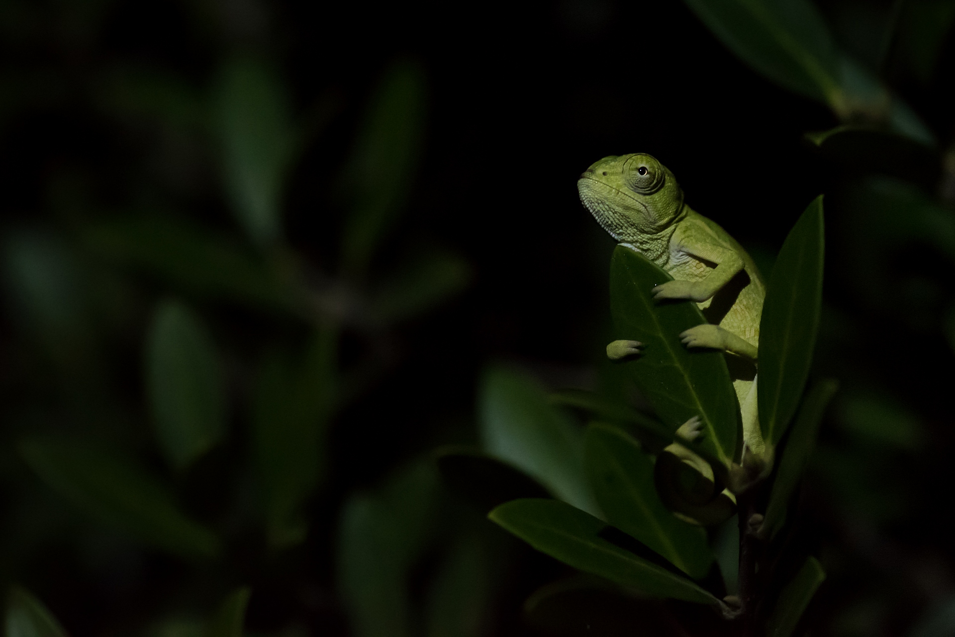 African chameleon (Chamaeleo africanus), juvenile