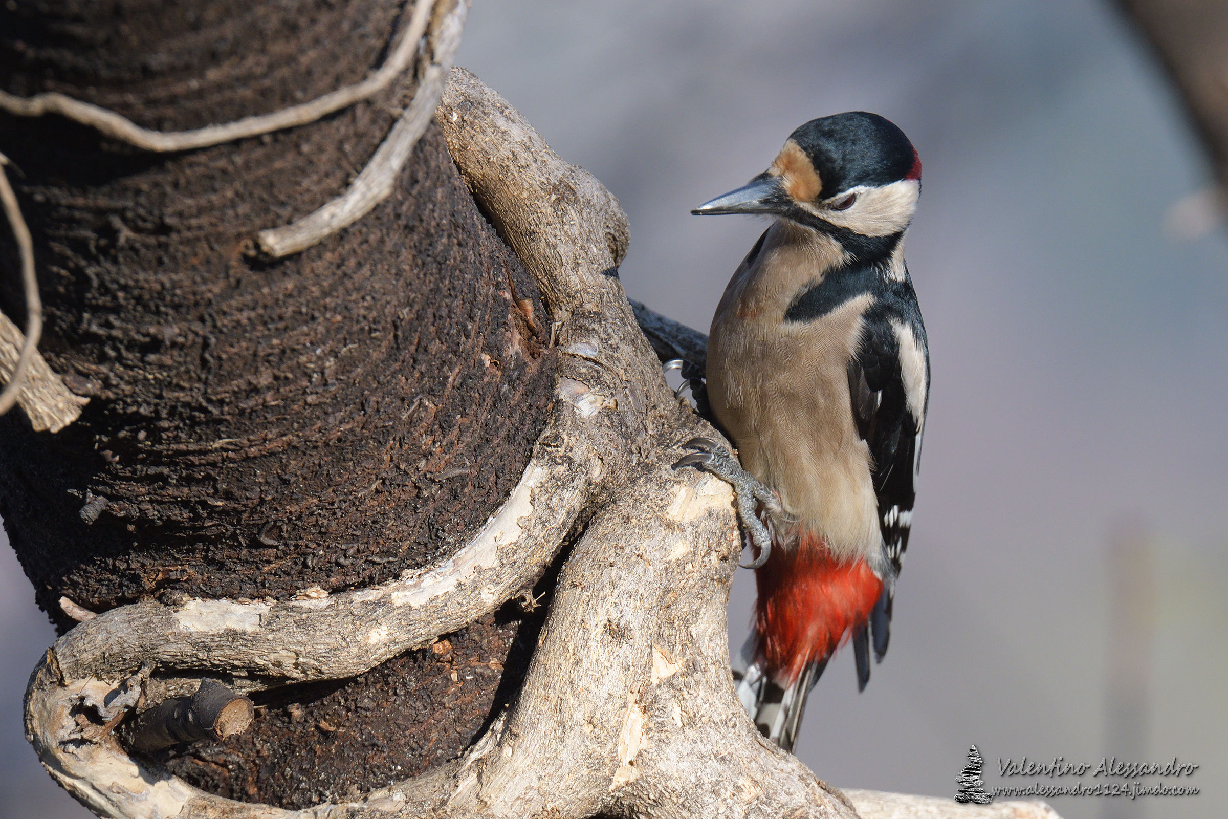 the equinox woodpecker