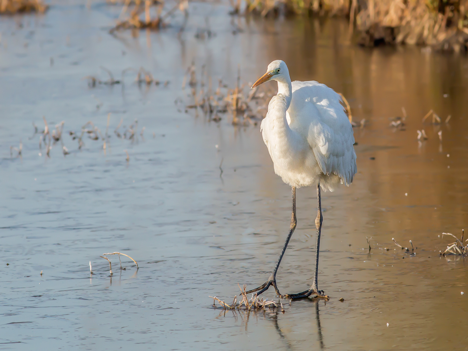 White heron on the ice