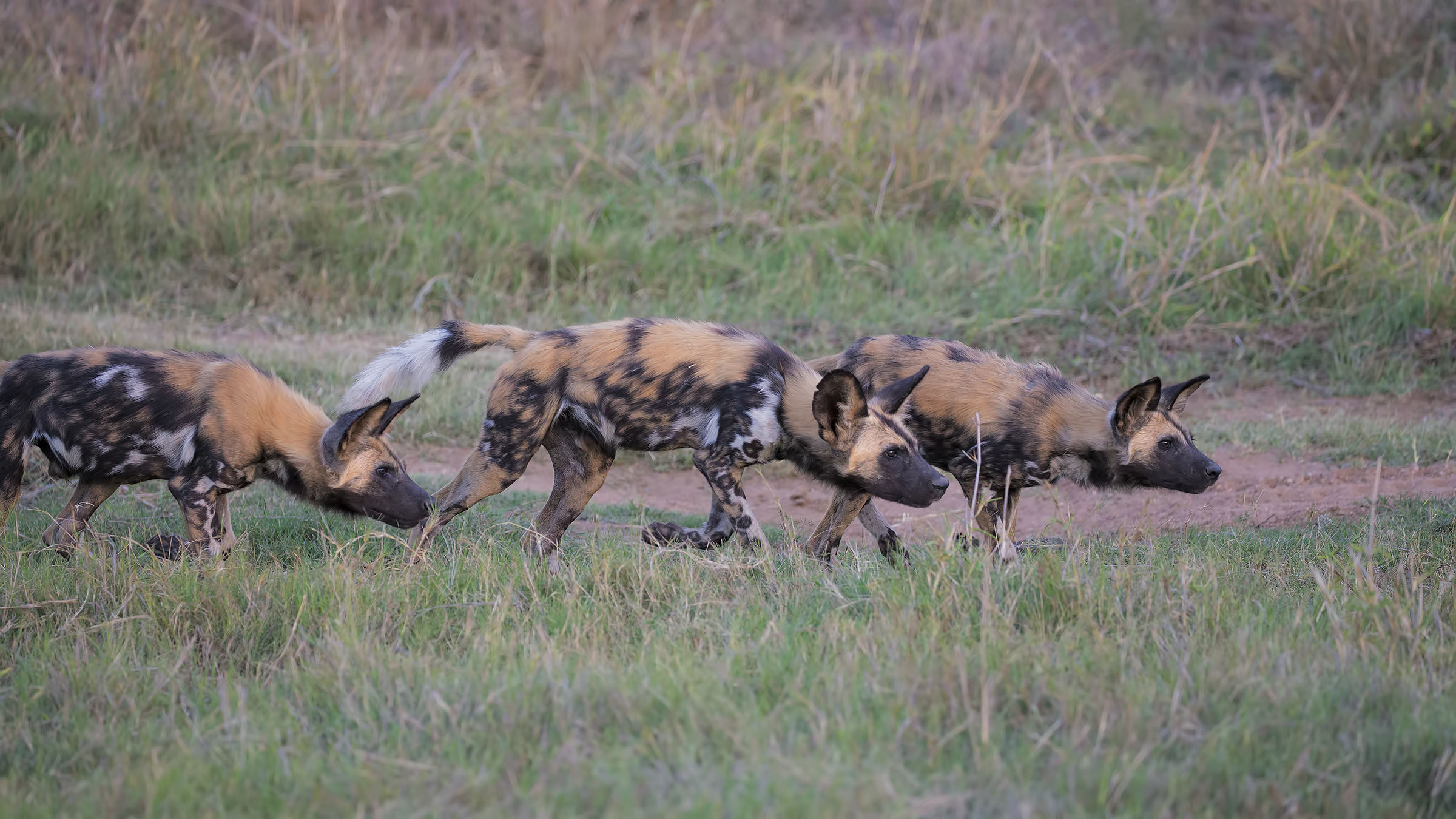 The tip of the wild dogs