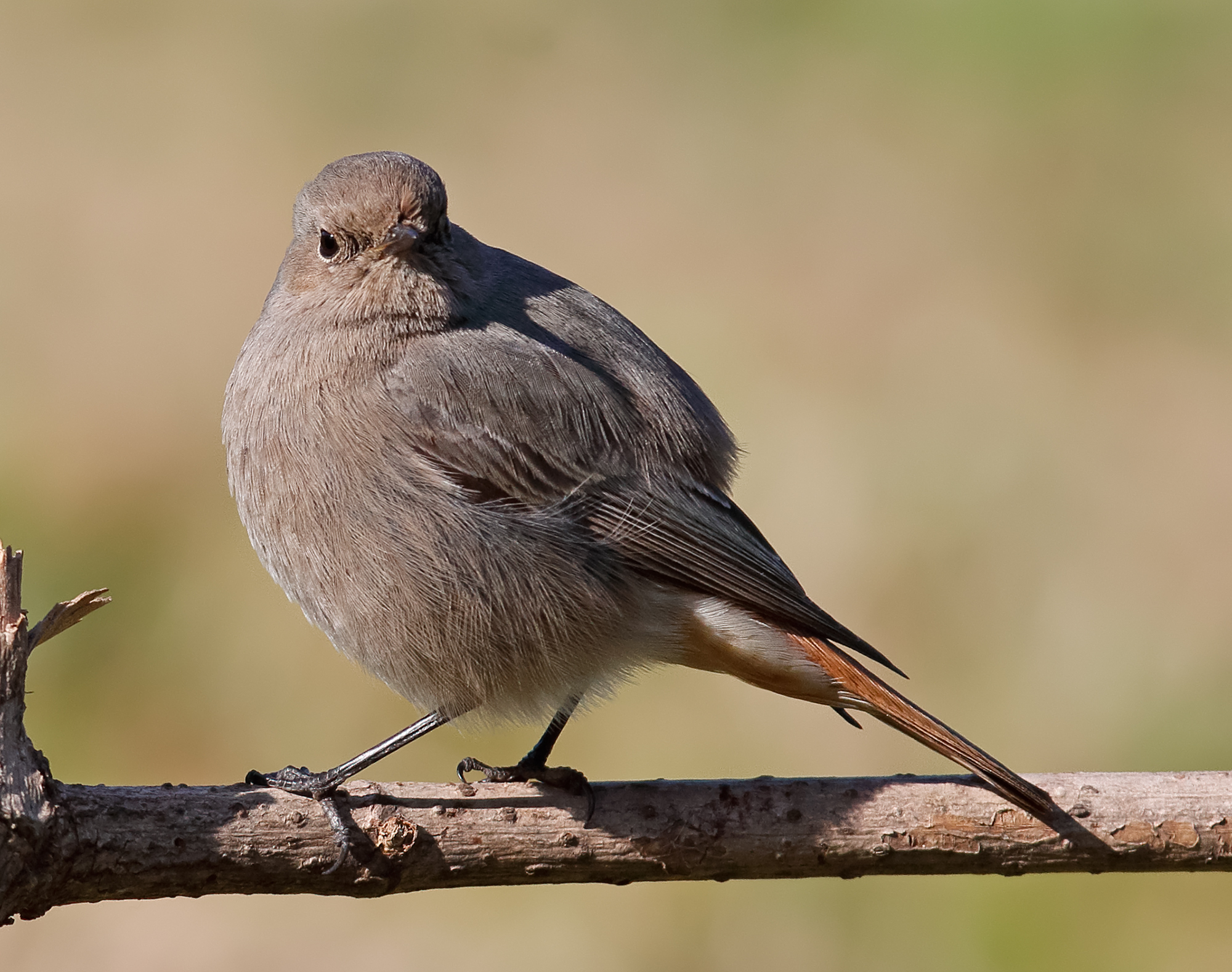 Codirosso spazzacamino "infreddolita"