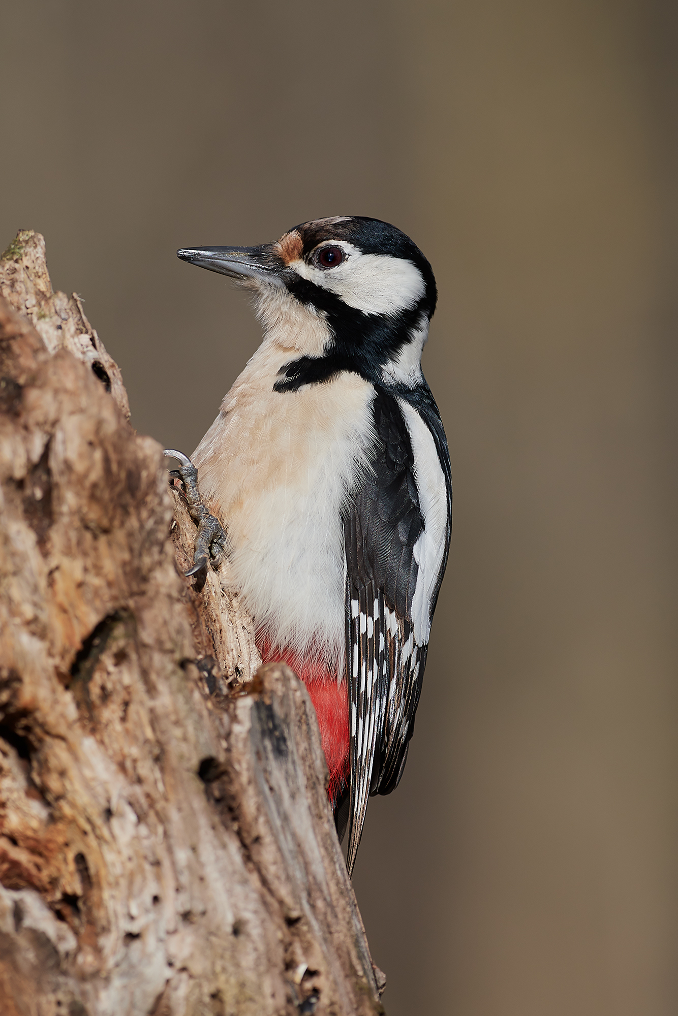 Picchio rosso maggiore