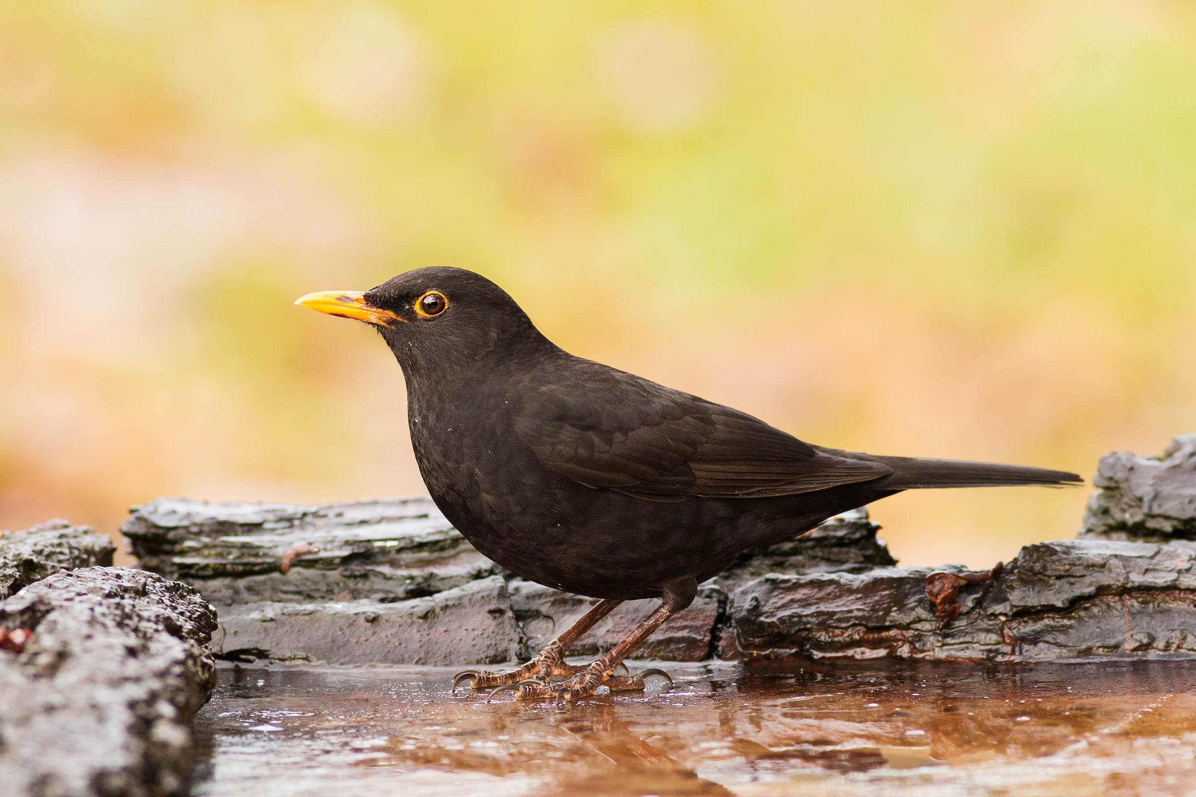 il maschio sul ghiaccio