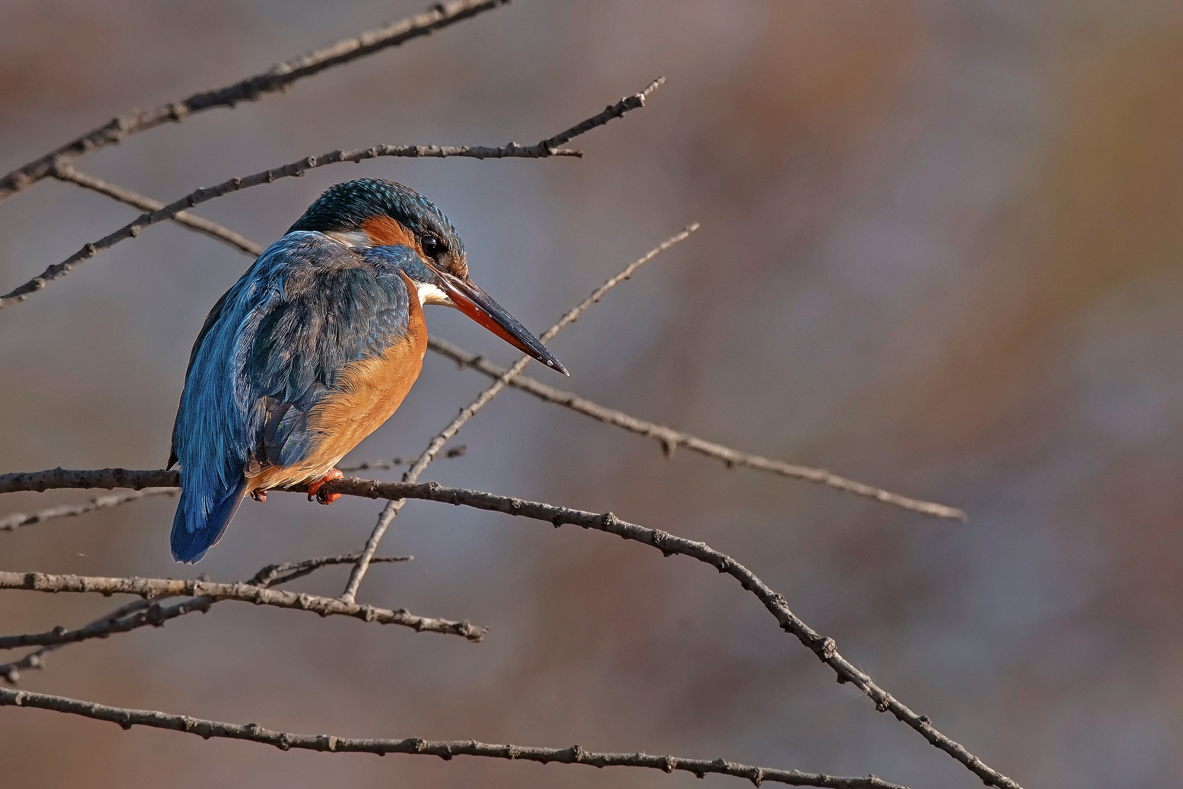Martin al primo sole