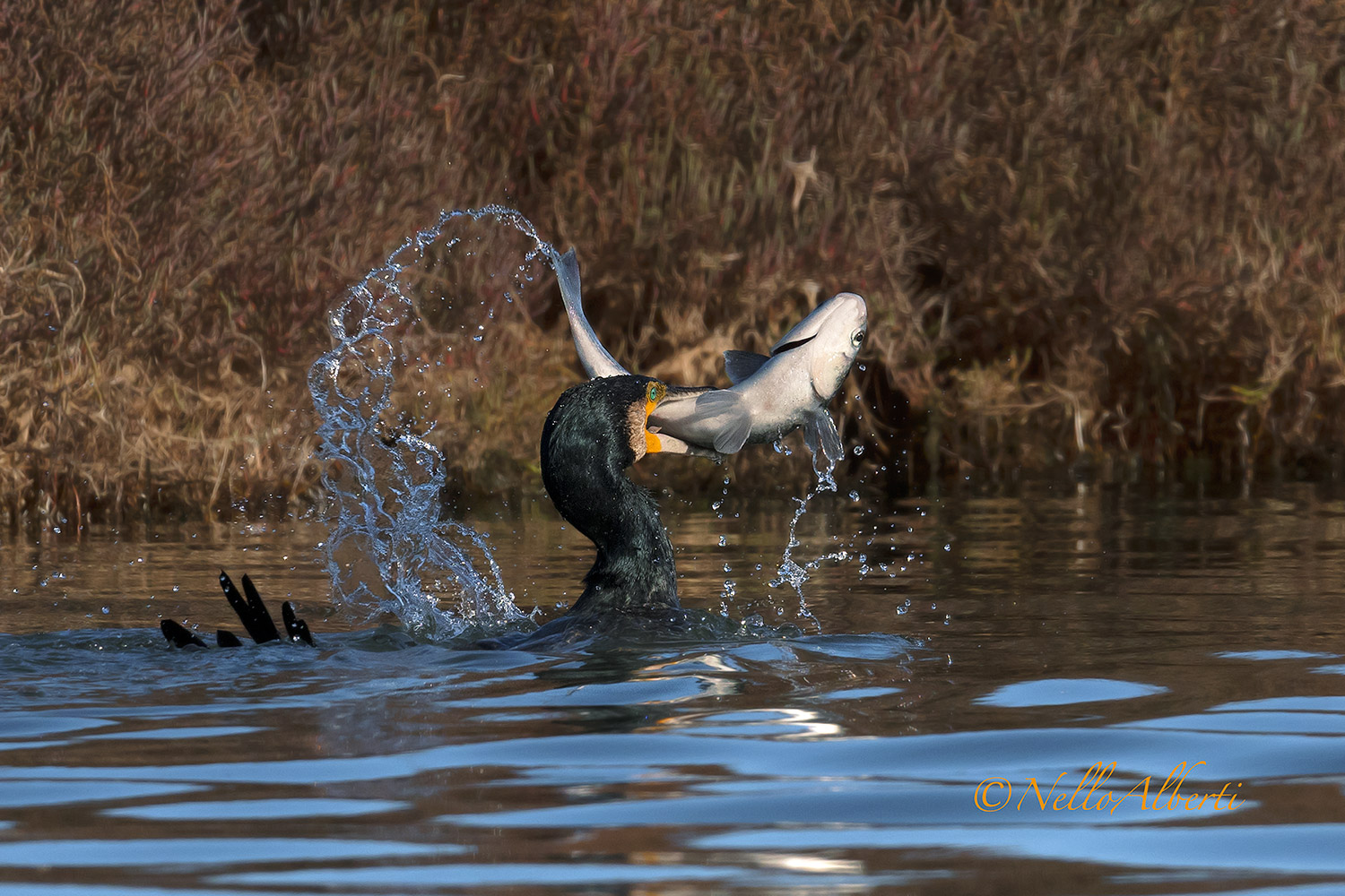 cormorant with sequence mullet