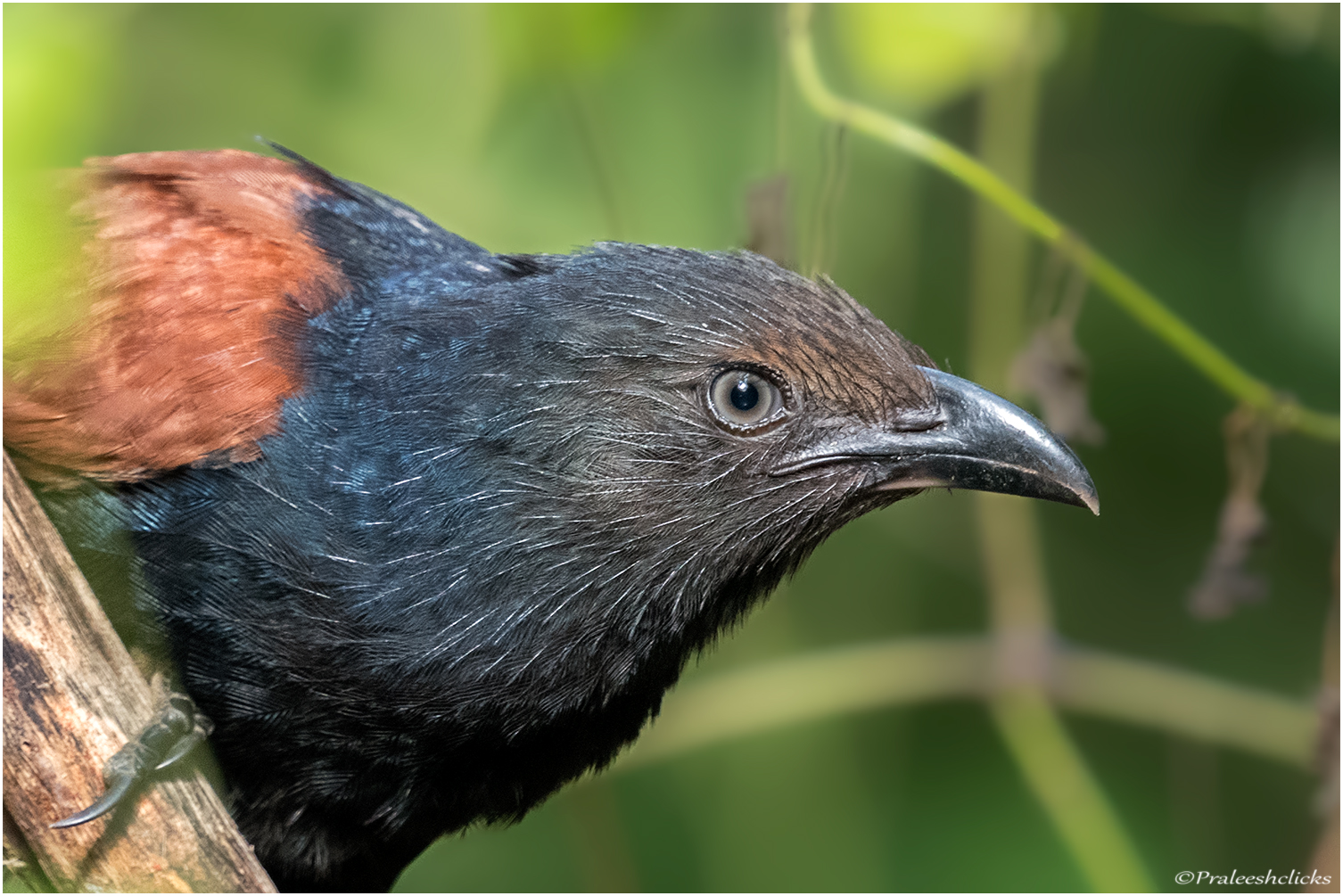 Southern Coucal - ??????????