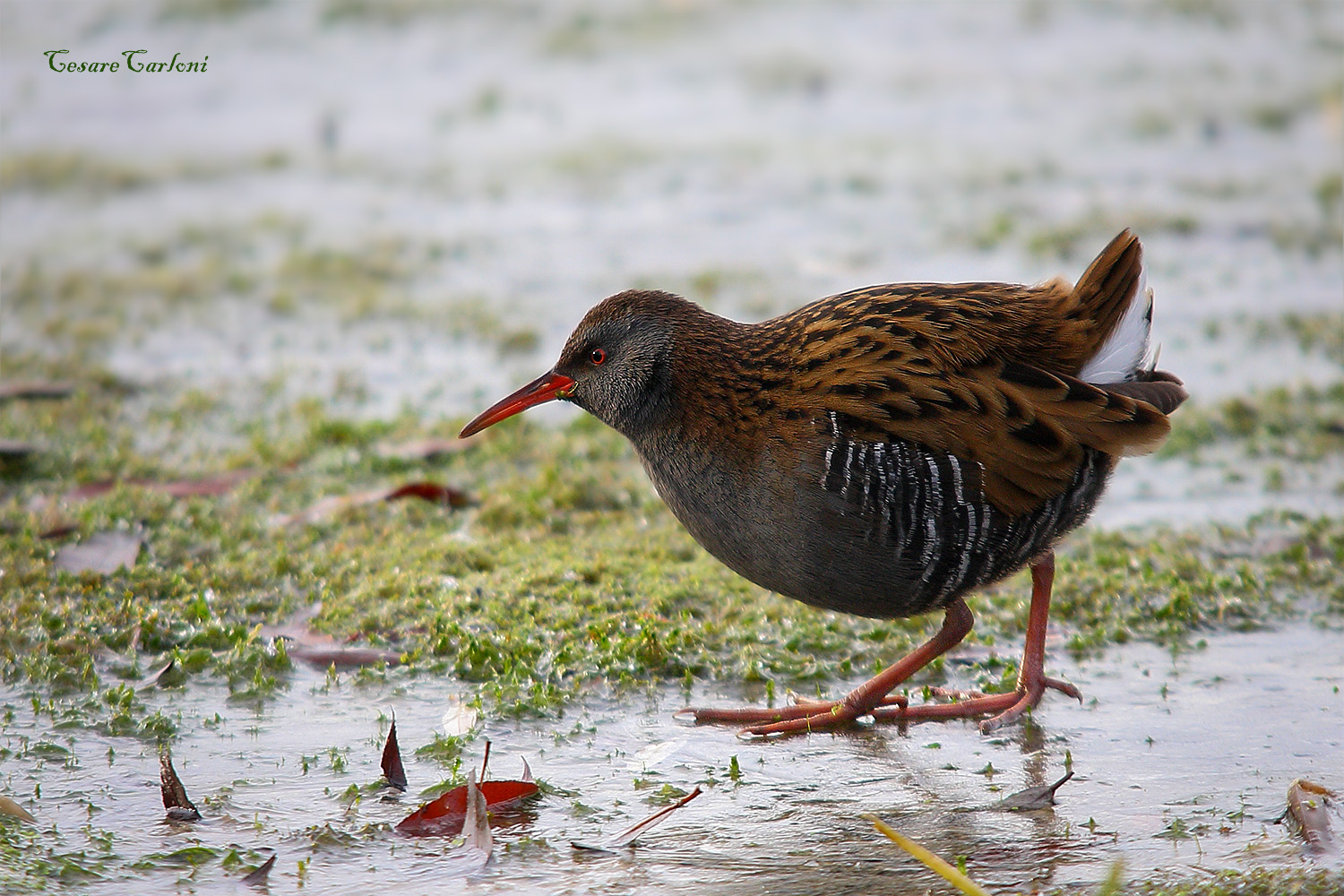 Water Rail