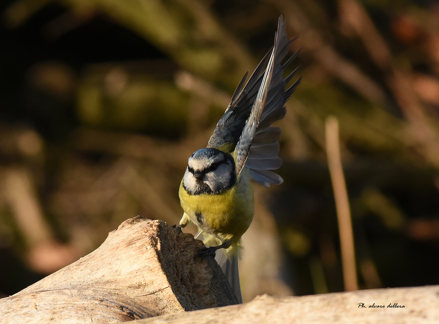 blue tit to the starting blocks