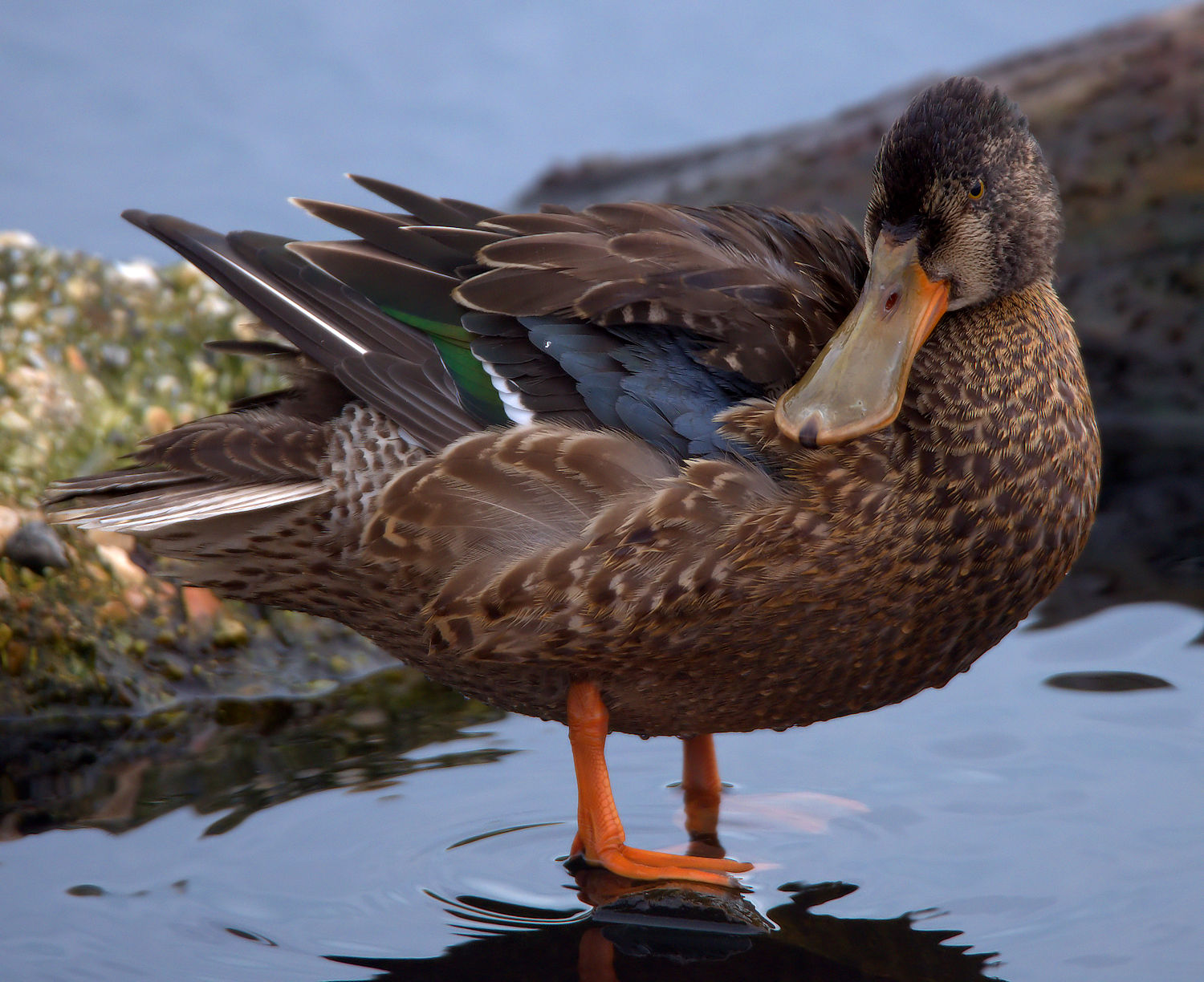 Shoveler female