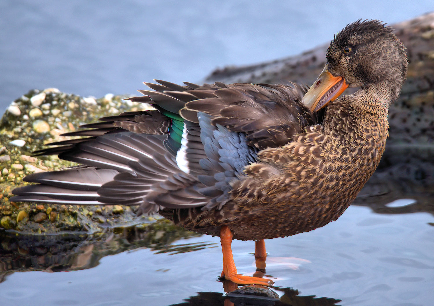 Shoveler female