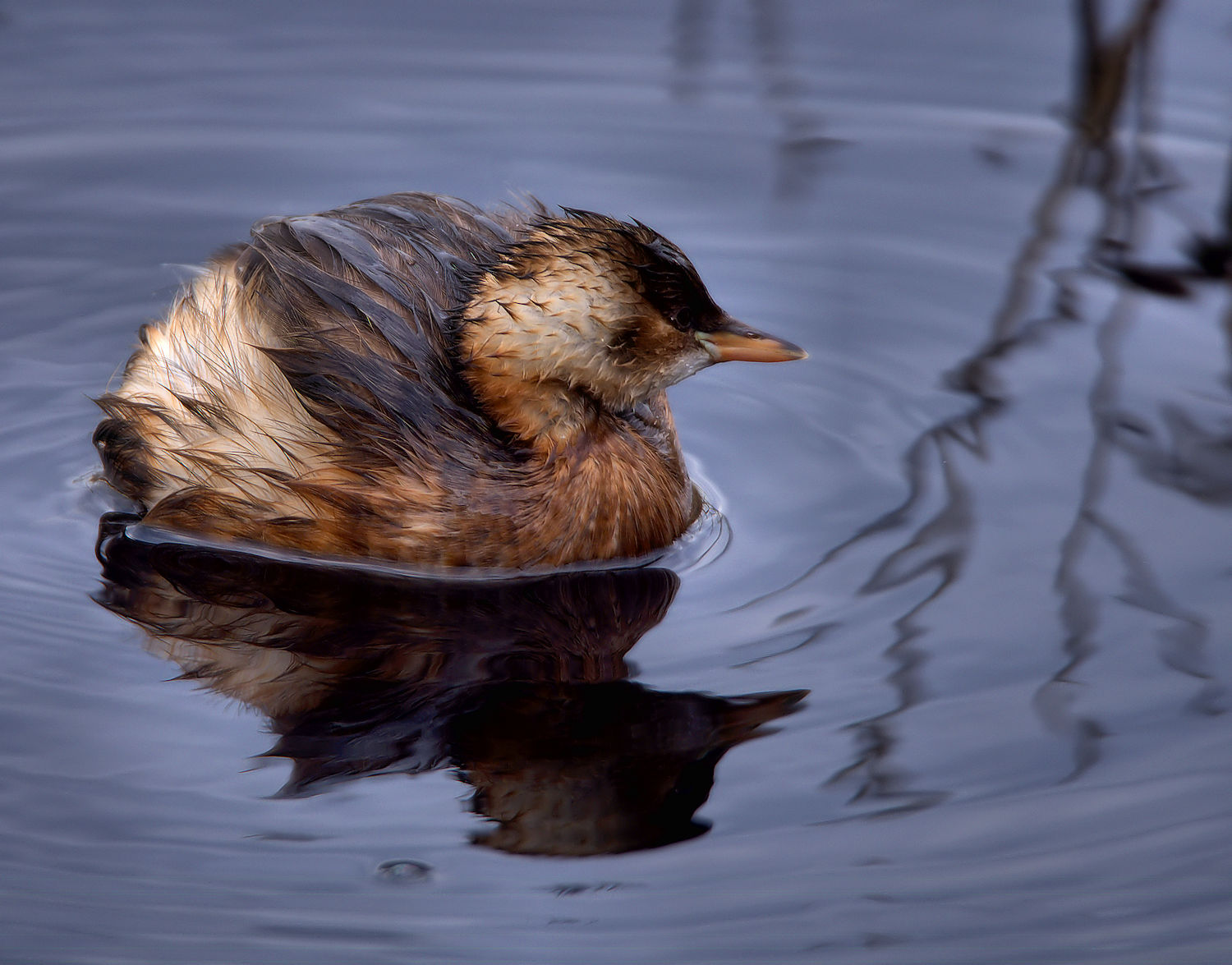 Little Grebe