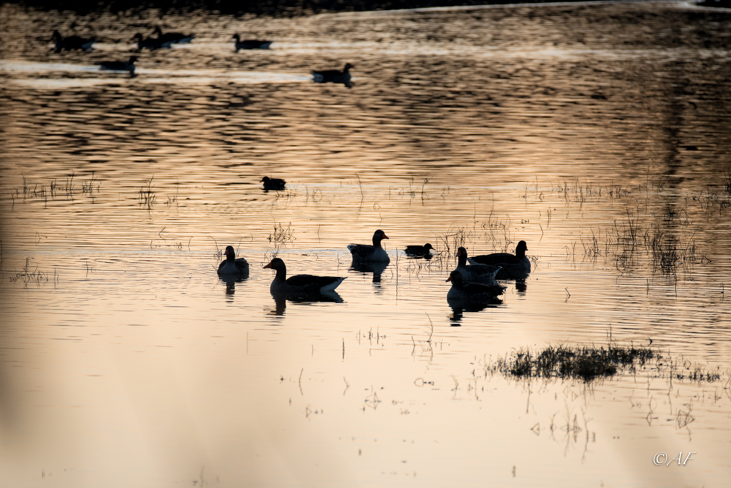 backlight at the end of the day